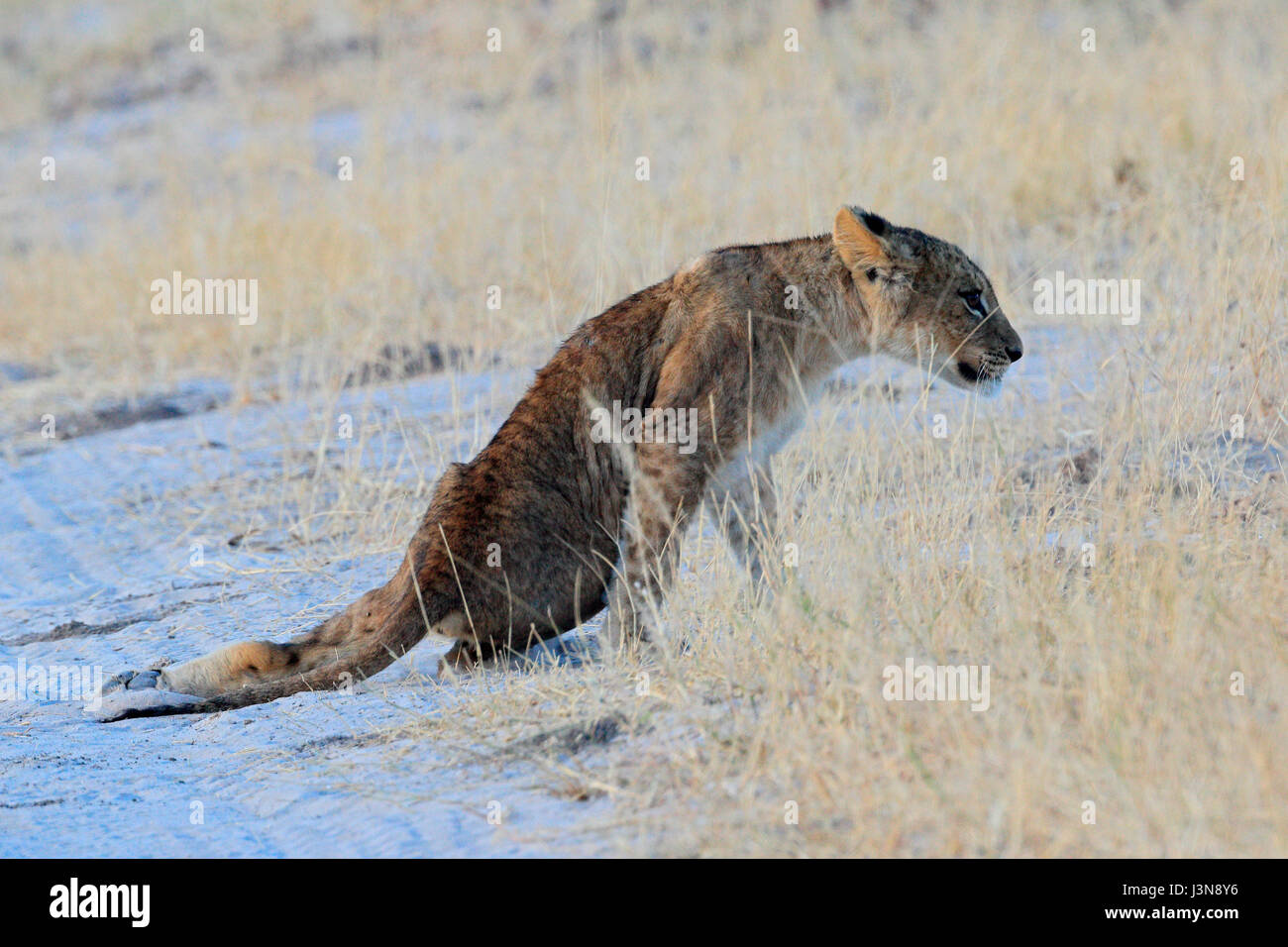 Loewe, Panthera leo, Jungtier, an der Huefte verletzt, Savuti, Chobe National Park, Botswana, Afrika Stock Photo