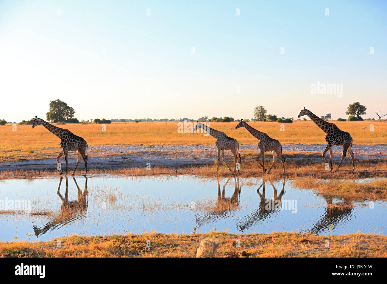 Giraffe, Giraffa camelopardalis, Kasane, Chobe River, Chobe River National Park, Afrika Stock Photo