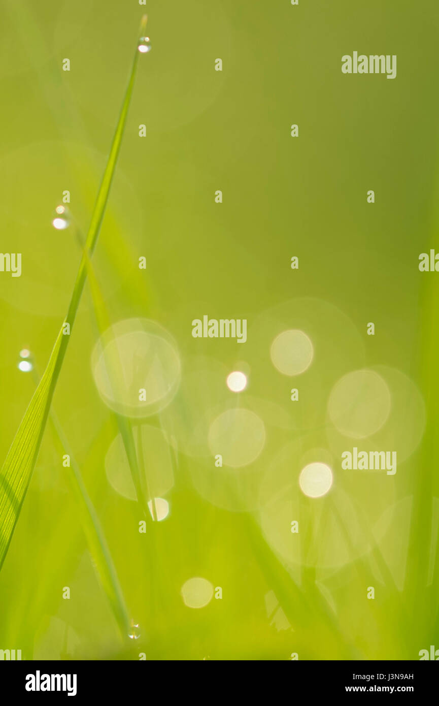 blades of grass, lower saxony, germany Stock Photo
