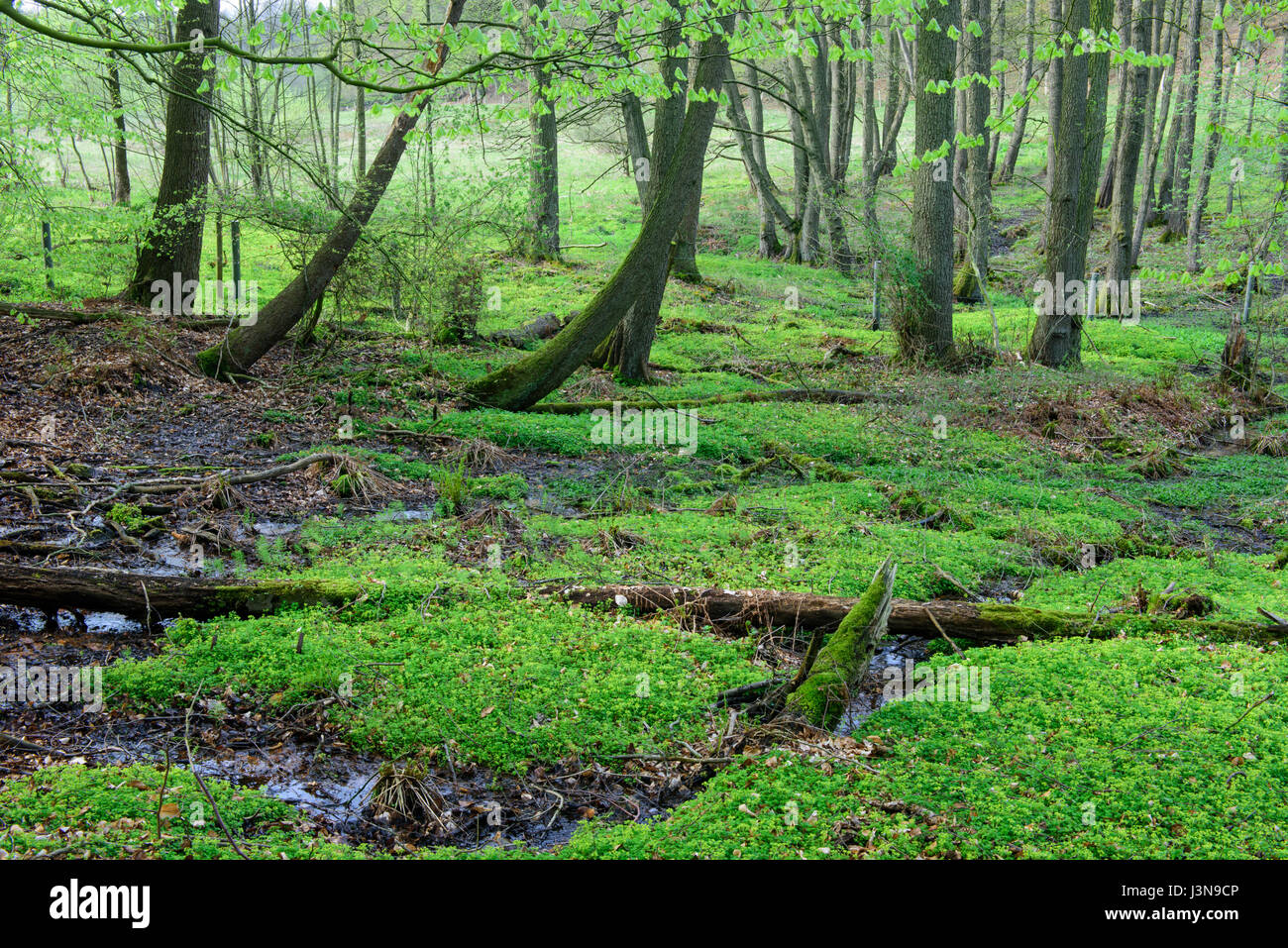 Bach, Bexadde-Tal, Dammer Berge, Erlen-Quellwald, Erlenbruch, Erlenbruchwald, Erosionstal, Quelle, Sicker-Quellbereichen, Niedersachsen, Deutschland Stock Photo