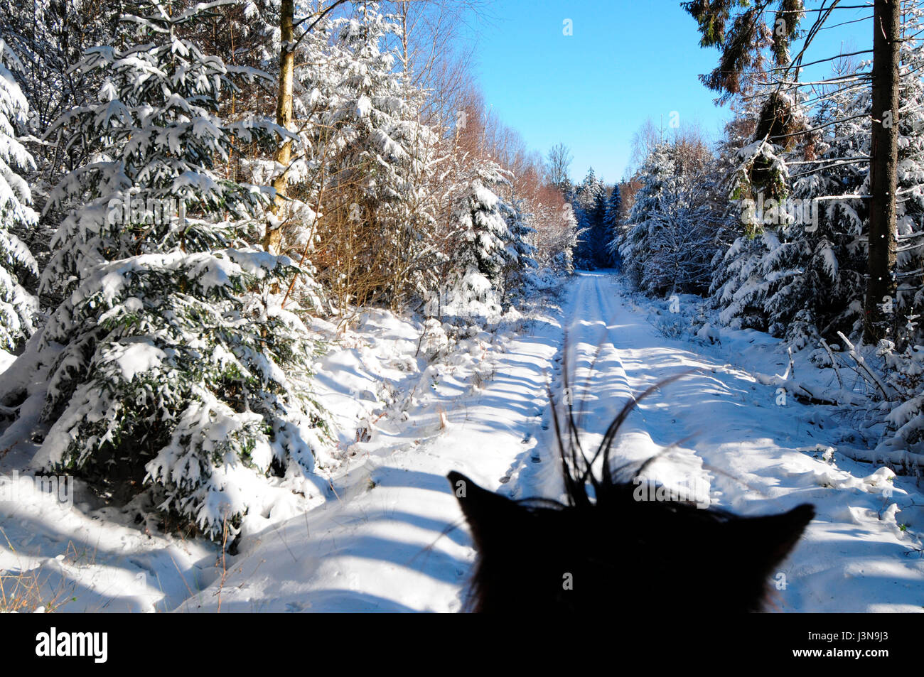 trailriding in winter, icelandic horse, hunsruck, germany Stock Photo