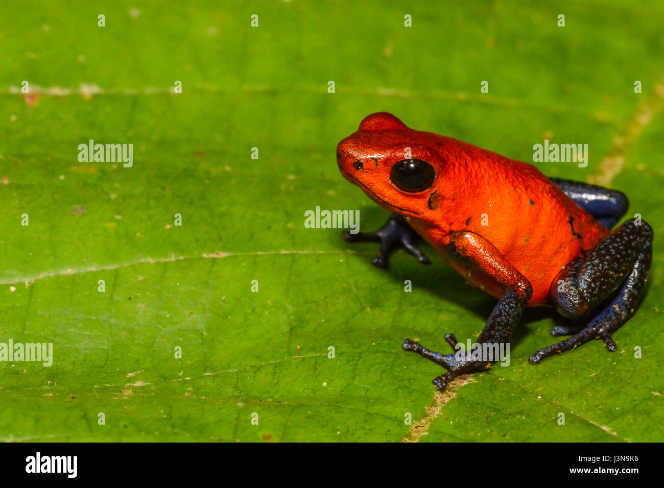 A close up of a Strawberry Poison Dart Frog in Costa Rica Stock Photo