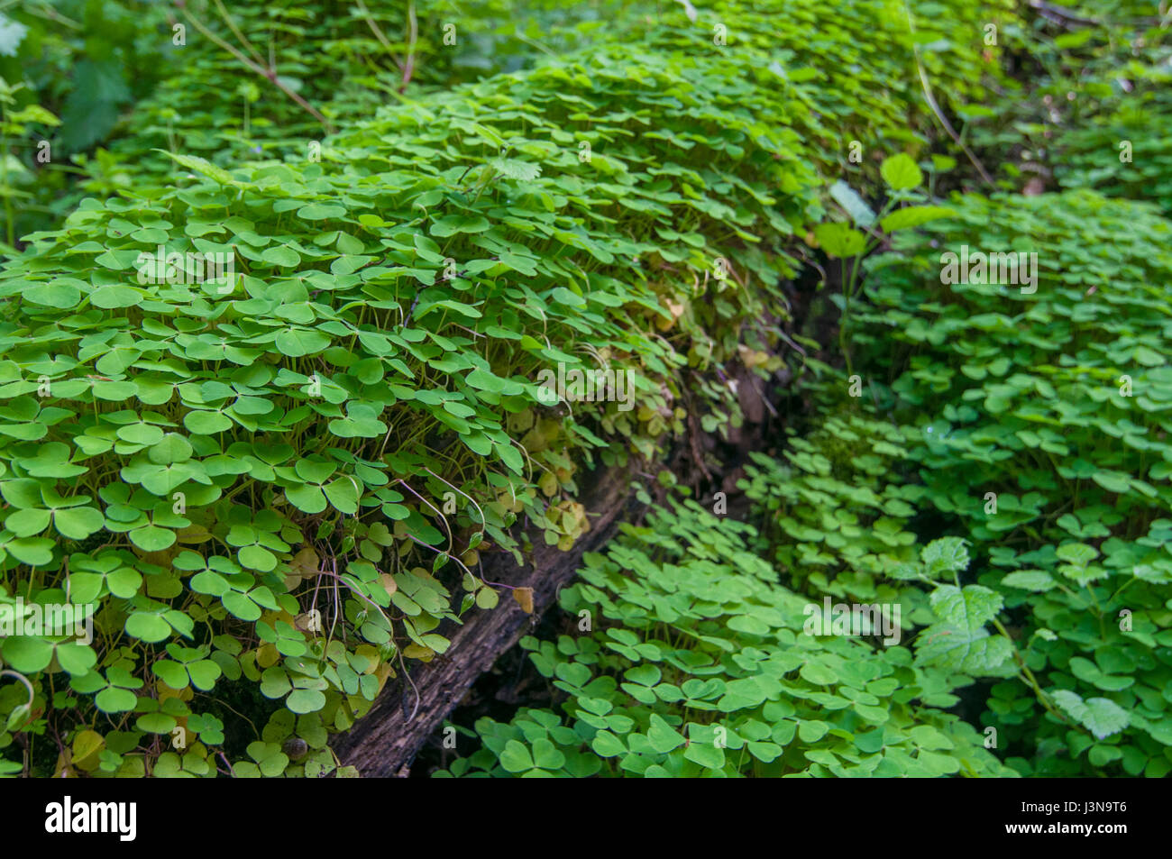 wood sorrel, Baden-Wuerttemberg, Germany, Oxalis acetosella, Stock Photo