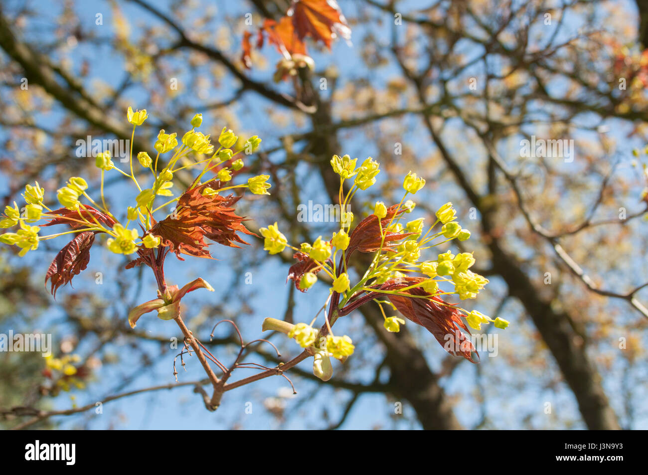 blooming Norway maple, Baden-Wuerttemberg, Germany, Acer platanoides, Stock Photo