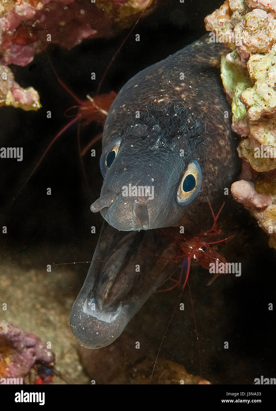 Moray eel and cleaner shrimps, Mittelmeer-Putzergarnele, Elba Tuscany, Italy, Europe, mediterranean, Murena helena,, Lysmata seticaudata, Stock Photo
