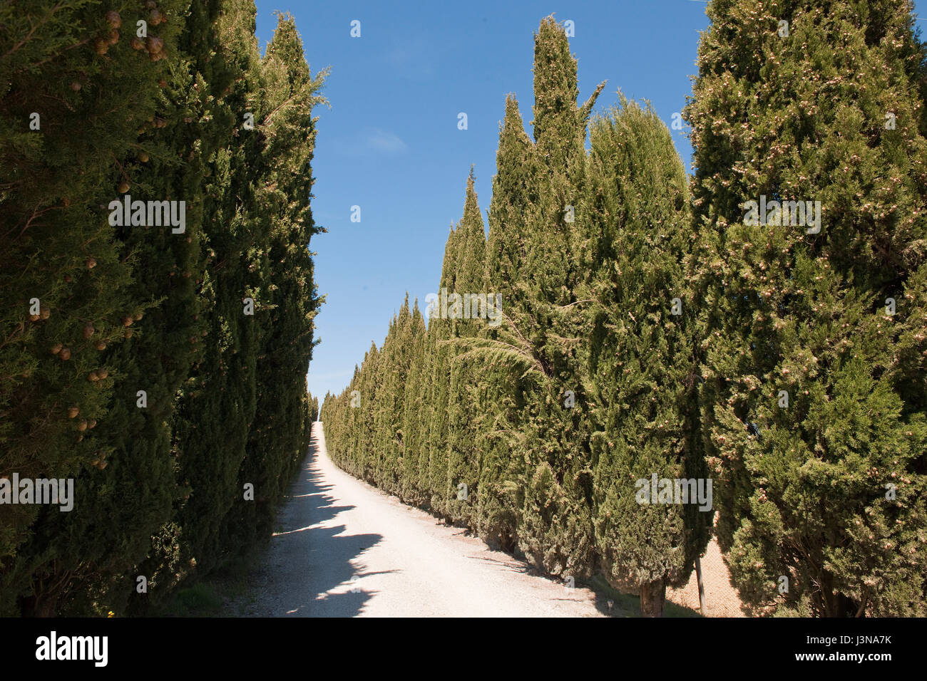 Mediterranean cypress, Tuscany, Italy, Europe, Cupressus sempervirens, Stock Photo