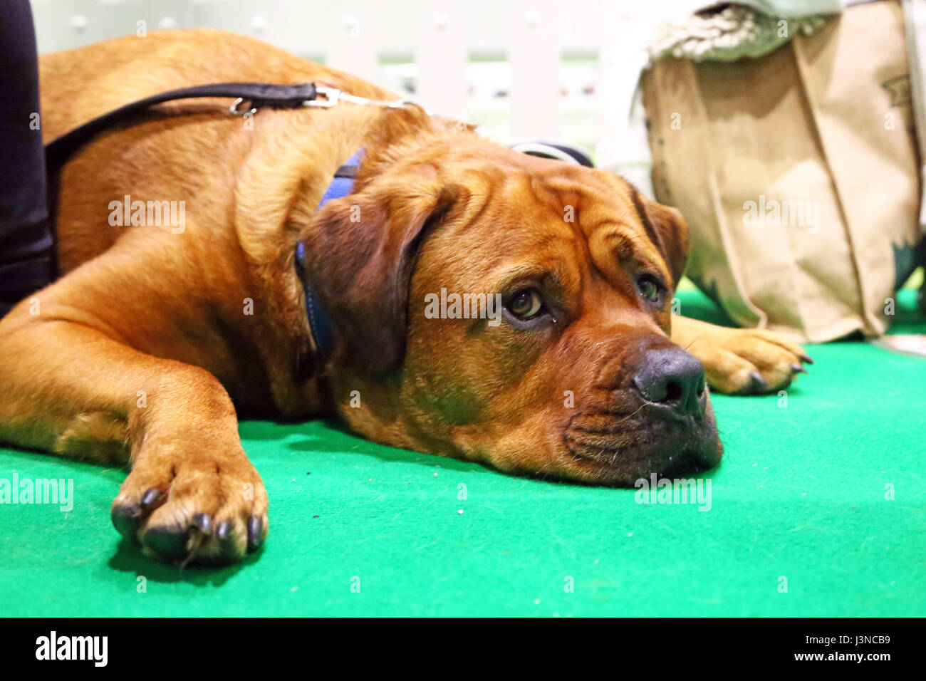 London, UK. 6th May, 2017. Rocky Mastiff Rottweiler cross takes a at the National Pet Show, Excel, London, UK Credit: Brown/Alamy Live News Stock Photo - Alamy
