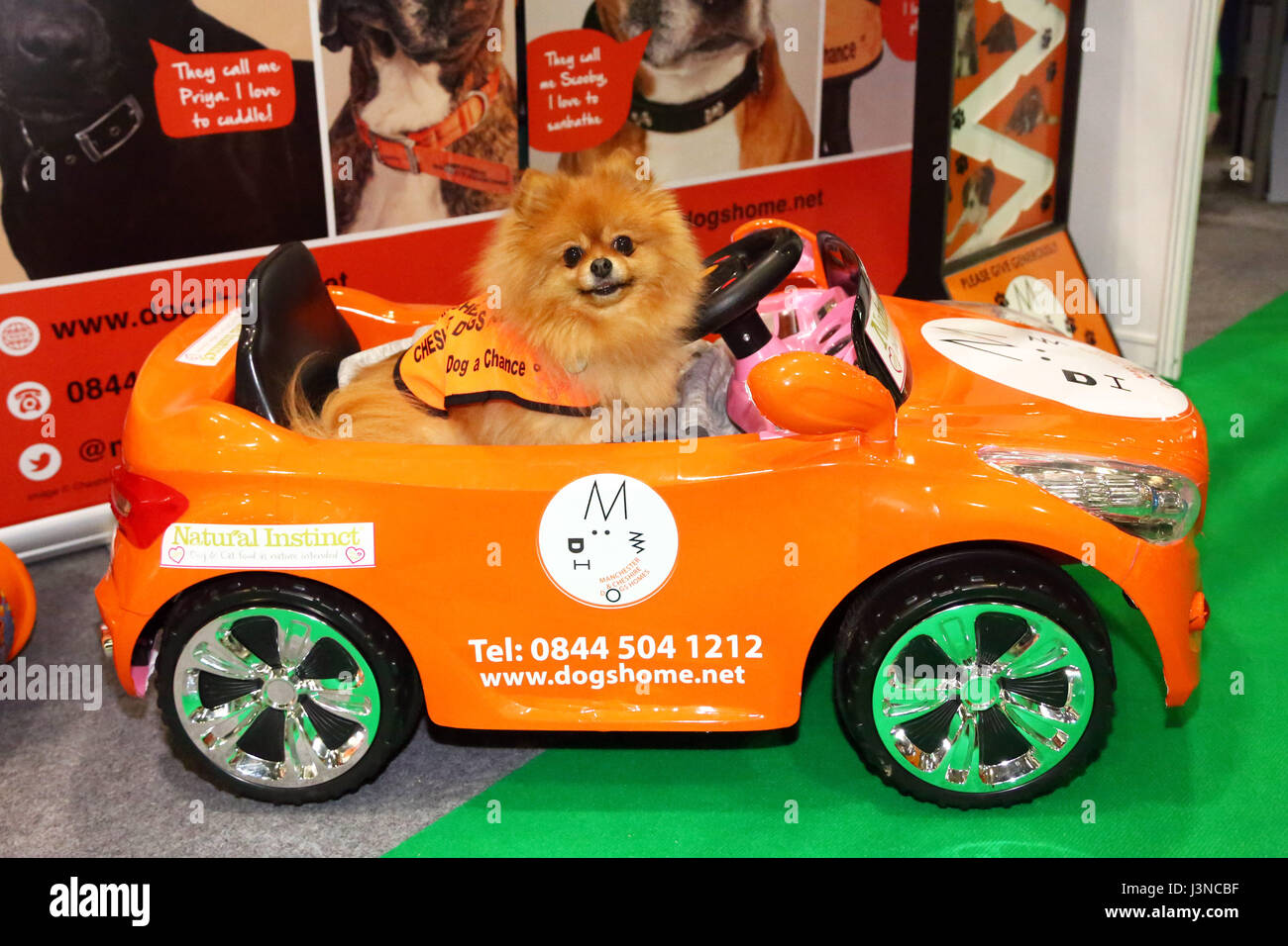 London, UK. 6th May, 2017. Betty the Pom from Manchester and Cheshire Dogs driving her car at the National Pet Show, Excel, London, UK Credit: Paul Brown/Alamy Live News Stock Photo