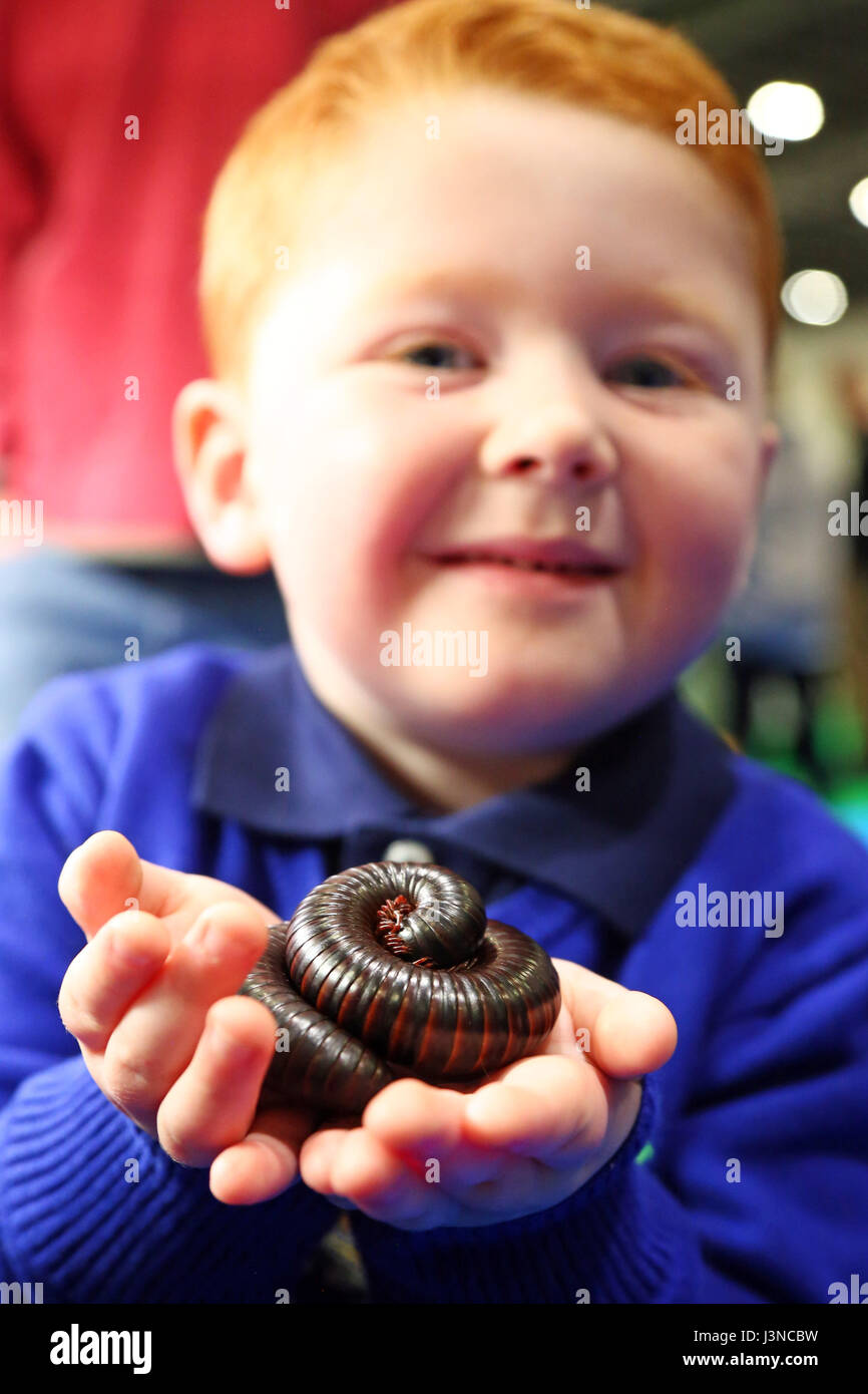 London, UK. 6th May, 2017. Christopher from London enjoys playing with a Giant Millipede at the National Pet Show, Excel, London, UK Credit: Paul Brown/Alamy Live News Stock Photo