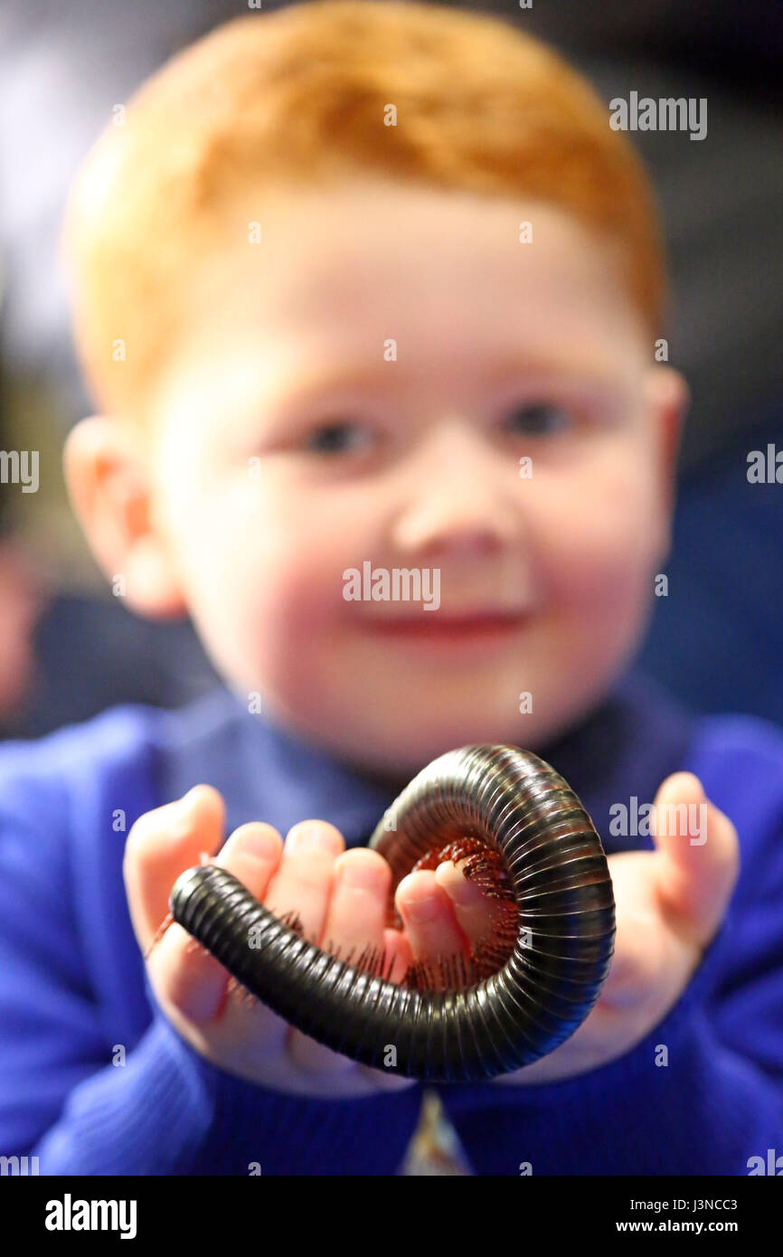 London, UK. 6th May, 2017. Christopher from London enjoys playing with a Giant Millipede at the National Pet Show, Excel, London, UK Credit: Paul Brown/Alamy Live News Stock Photo