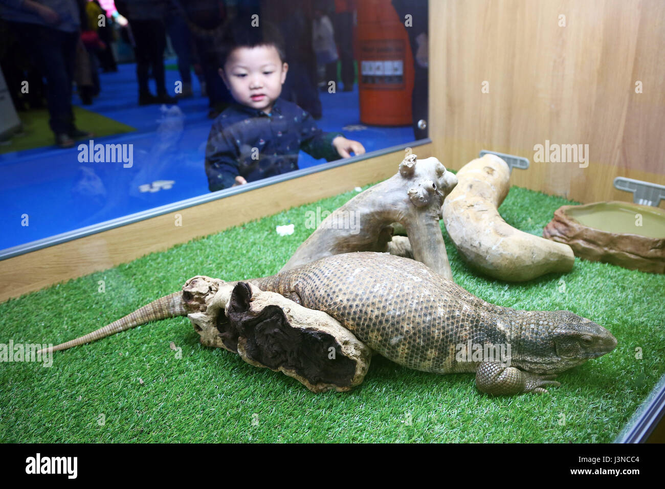 London, UK. 6th May, 2017. Roy from China looks at a Bosc Monitor Lizard at the National Pet Show, Excel, London, UK Credit: Paul Brown/Alamy Live News Stock Photo