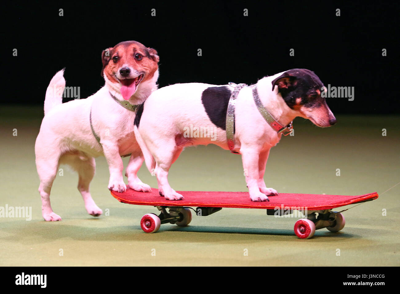 London, UK. 6th May, 2017. Jessica and Jacob the Jack Russell Terriers skateboarding during Superdogs at the National Pet Show, Excel, London, UK Credit: Paul Brown/Alamy Live News Stock Photo