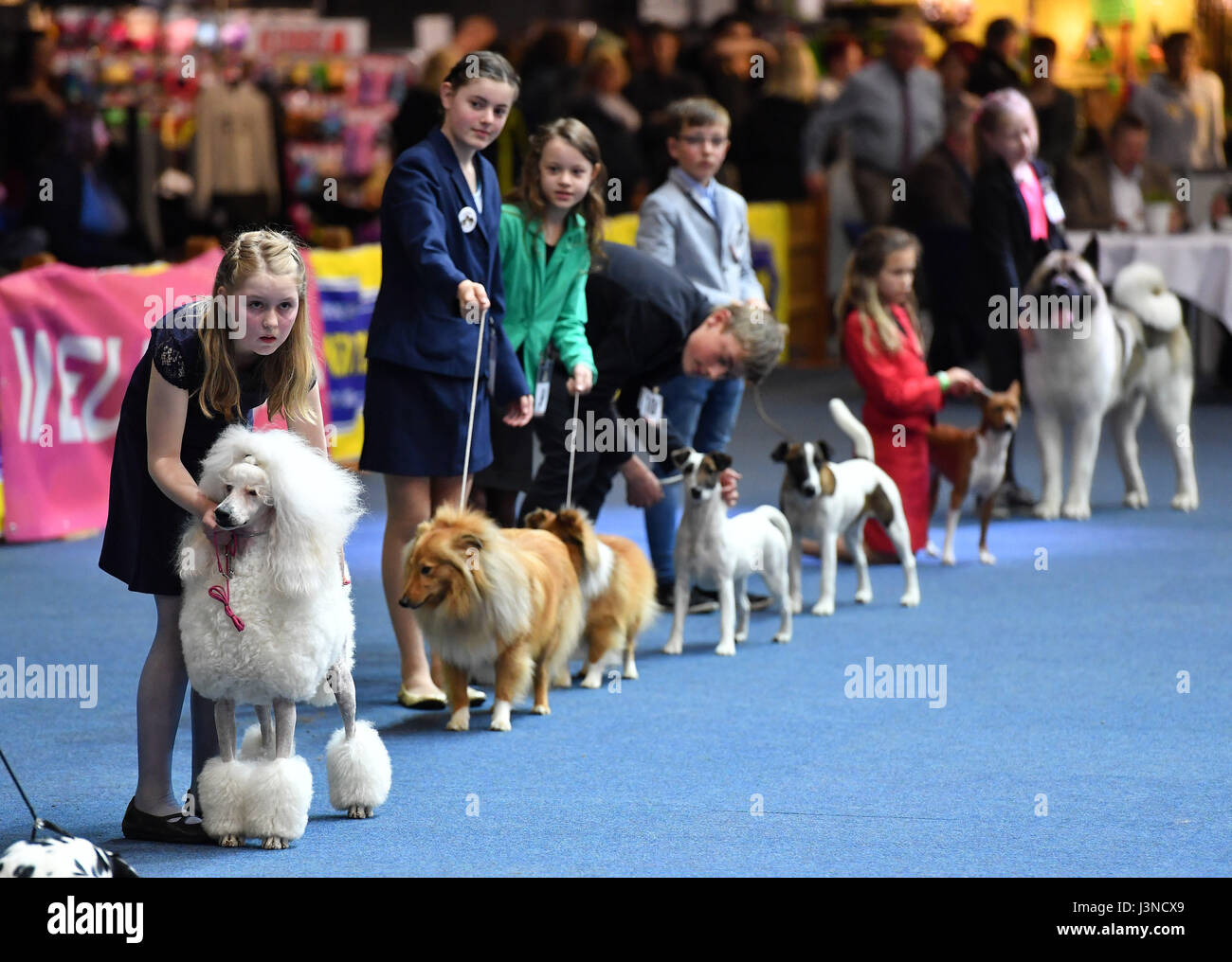 How Are Dog Shows Scored