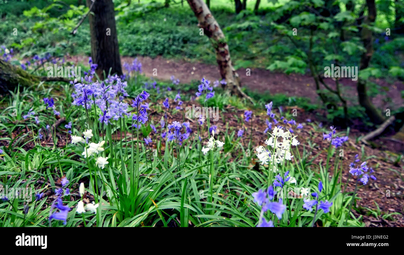 Ashbourne, Derbyshire, UK. 06th May, 2017. UK Weather: rare wild native white bluebells Hyacinthoides non-scripta spotted in woodlands near Ashbourne Derbyshire the albino flowers lack the pigment that gives bluebells their traditional purplish blue colour, this probably happens only in one in every ten thousand bulbs. Credit: Doug Blane/Alamy Live News Stock Photo