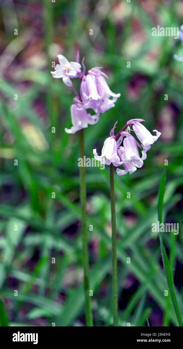 Ashbourne, Derbyshire, UK. 06th May, 2017. UK Weather: rare wild native pink white bluebells Hyacinthoides non-scripta spotted in woodlands near Ashbourne Derbyshire the albino flowers lack the pigment that gives bluebells their traditional purplish blue colour, this probably happens only in one in every ten thousand bulbs. Credit: Doug Blane/Alamy Live News Stock Photo