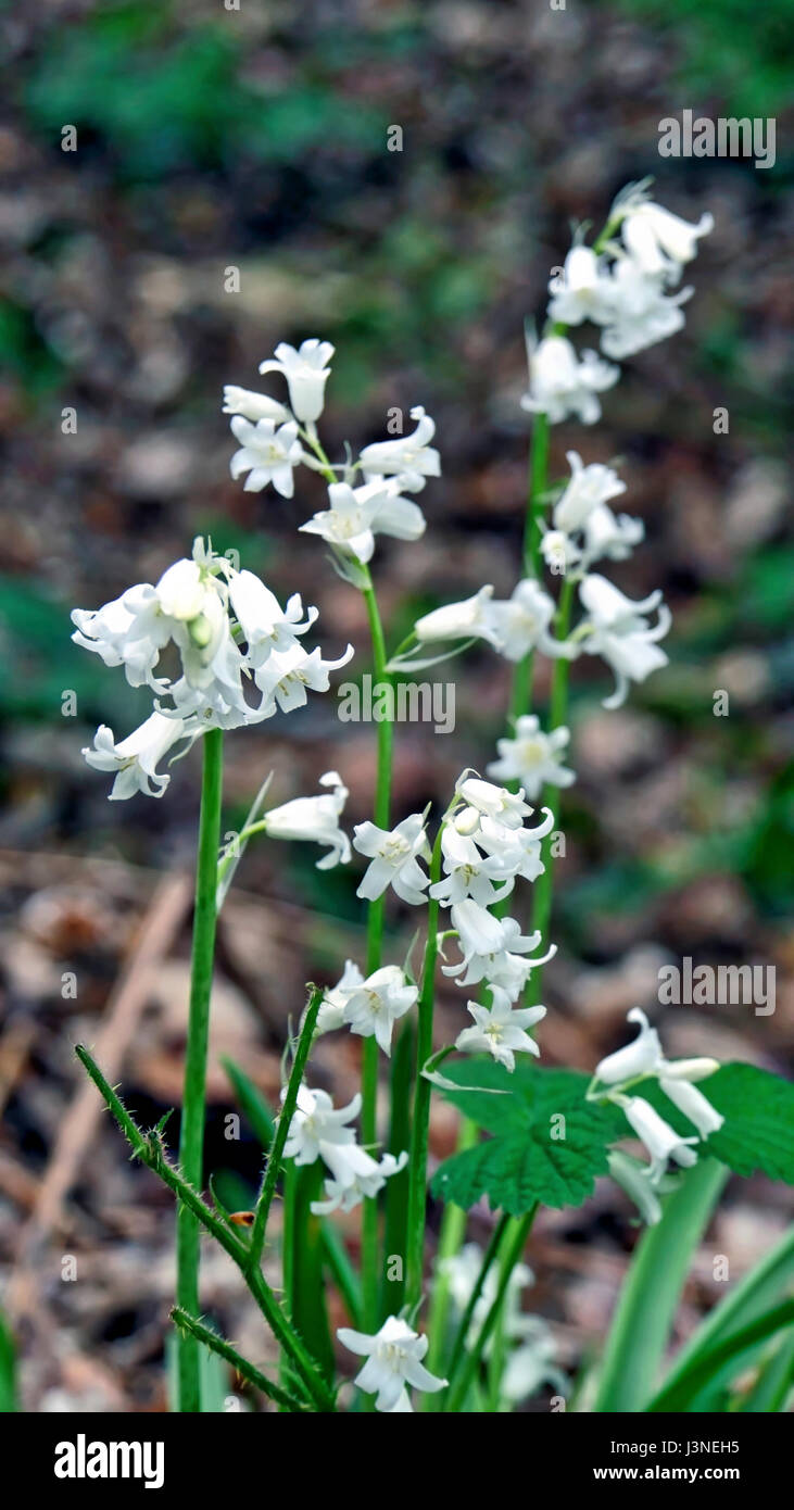 Ashbourne, Derbyshire, UK. 06th May, 2017. UK Weather: rare wild native white bluebells Hyacinthoides non-scripta spotted in woodlands near Ashbourne Derbyshire the albino flowers lack the pigment that gives bluebells their traditional purplish blue colour, this probably happens only in one in every ten thousand bulbs. Credit: Doug Blane/Alamy Live News Stock Photo