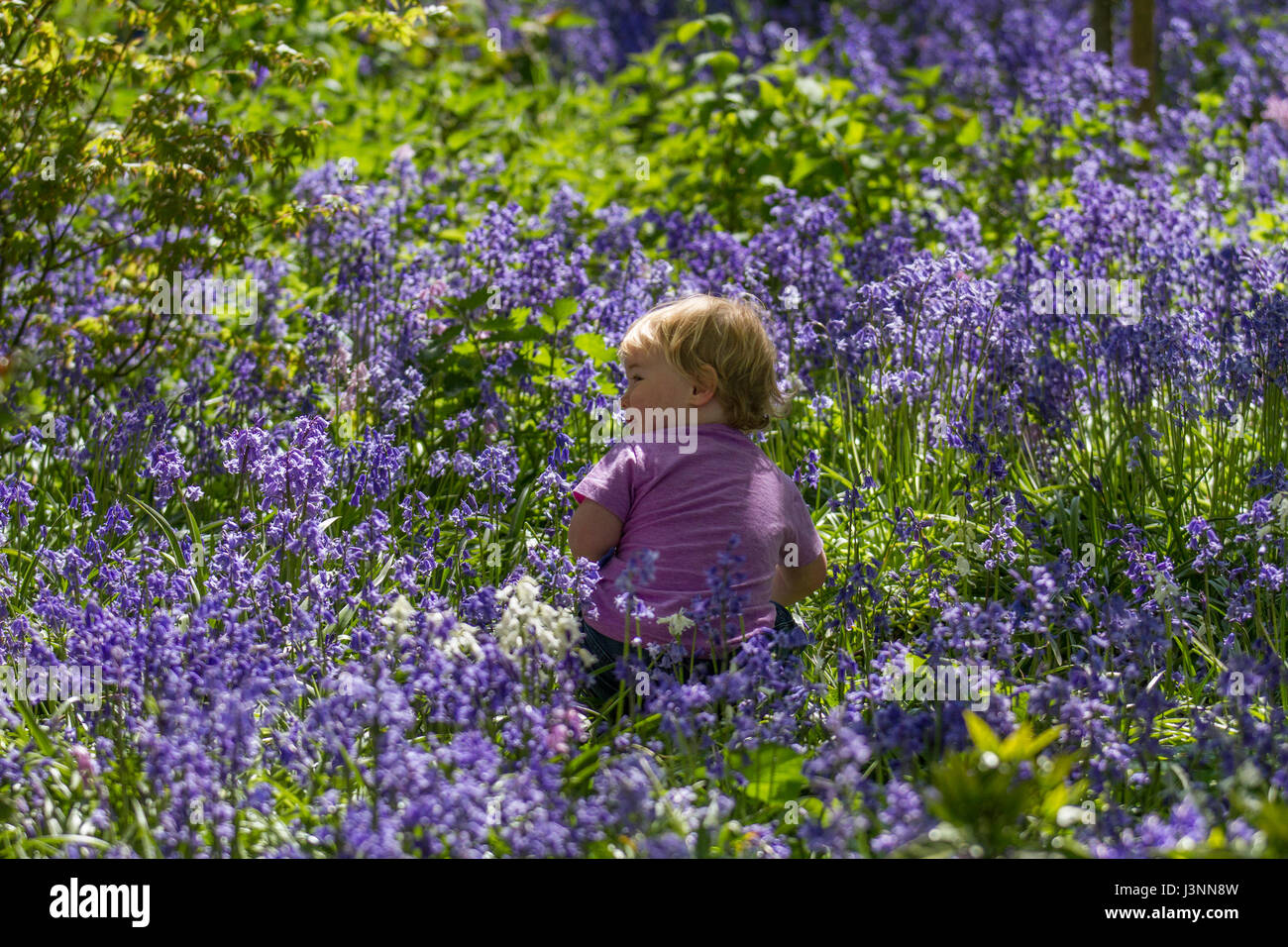 Warton Hall Gardens, Fylde, UK. 7th May, 2017.  UK Weather. Bluebell wood in full bloom as 2 year old Finn Dutton, from Poulton, explores among the fantastic array sf spring bluebells. Warton Hall is a Georgian Manor House set in 4 acres of garden with a beautiful bluebell woodland walk. Once owned by Augustus Wyckham Clifton of the Clifton family of Lytham, Lancashire. Credit;  MediaWorldImages/AlamyLiveNews Stock Photo