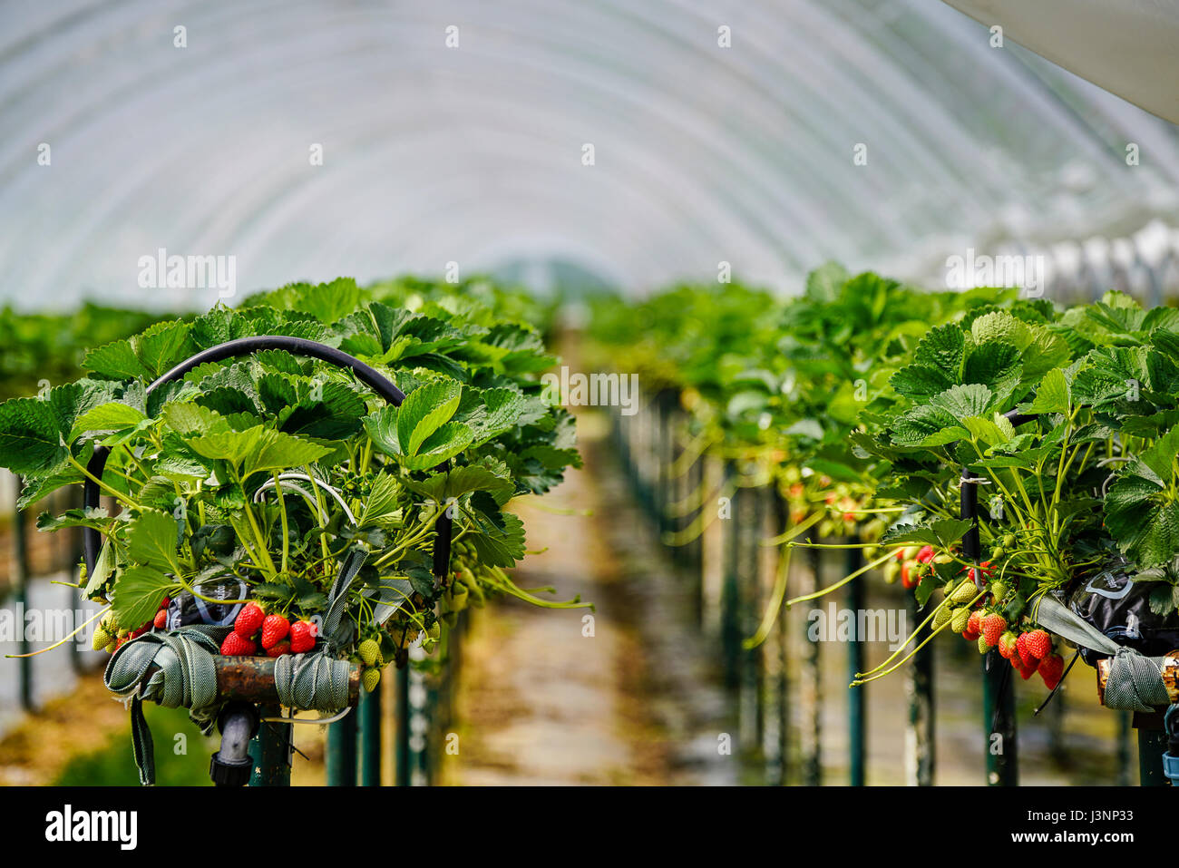 Strawberry Farm Uk High Resolution Stock Photography and Images Alamy