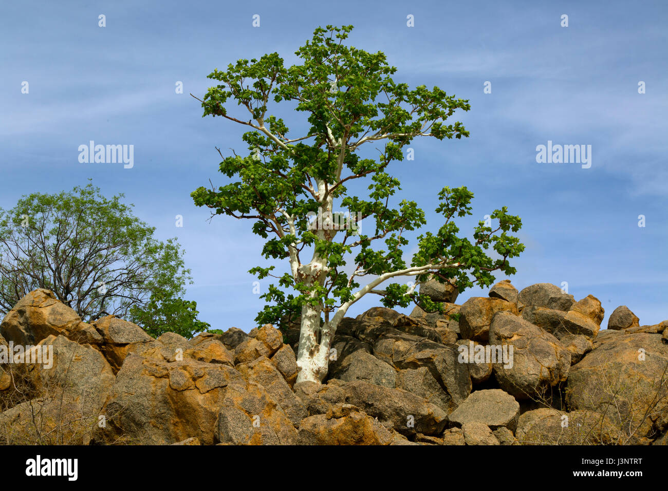 Sterculia quinqueloba tree growing on rocky hillside, Namibia Stock Photo