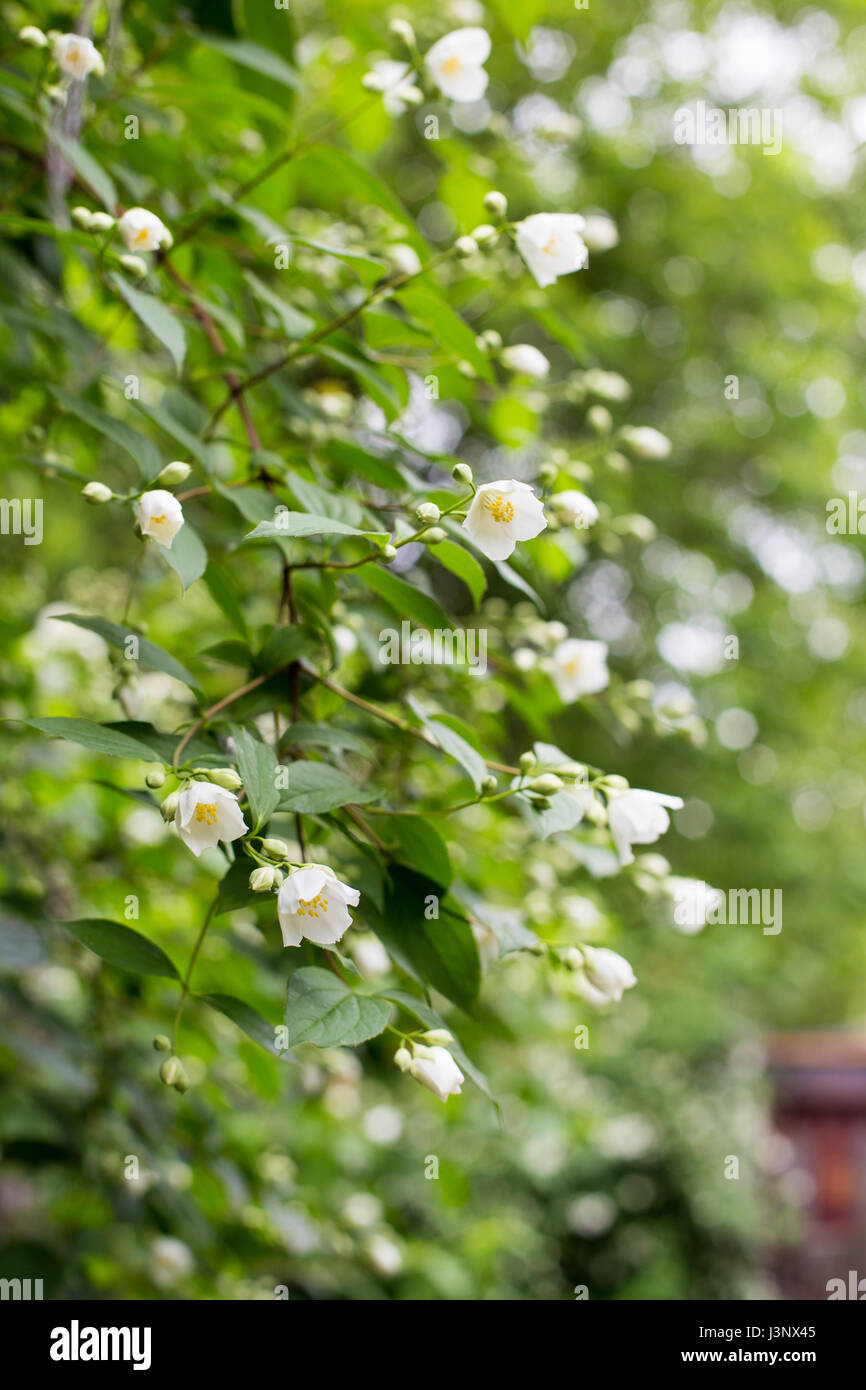 Jasmine flowers in garden Stock Photo Alamy