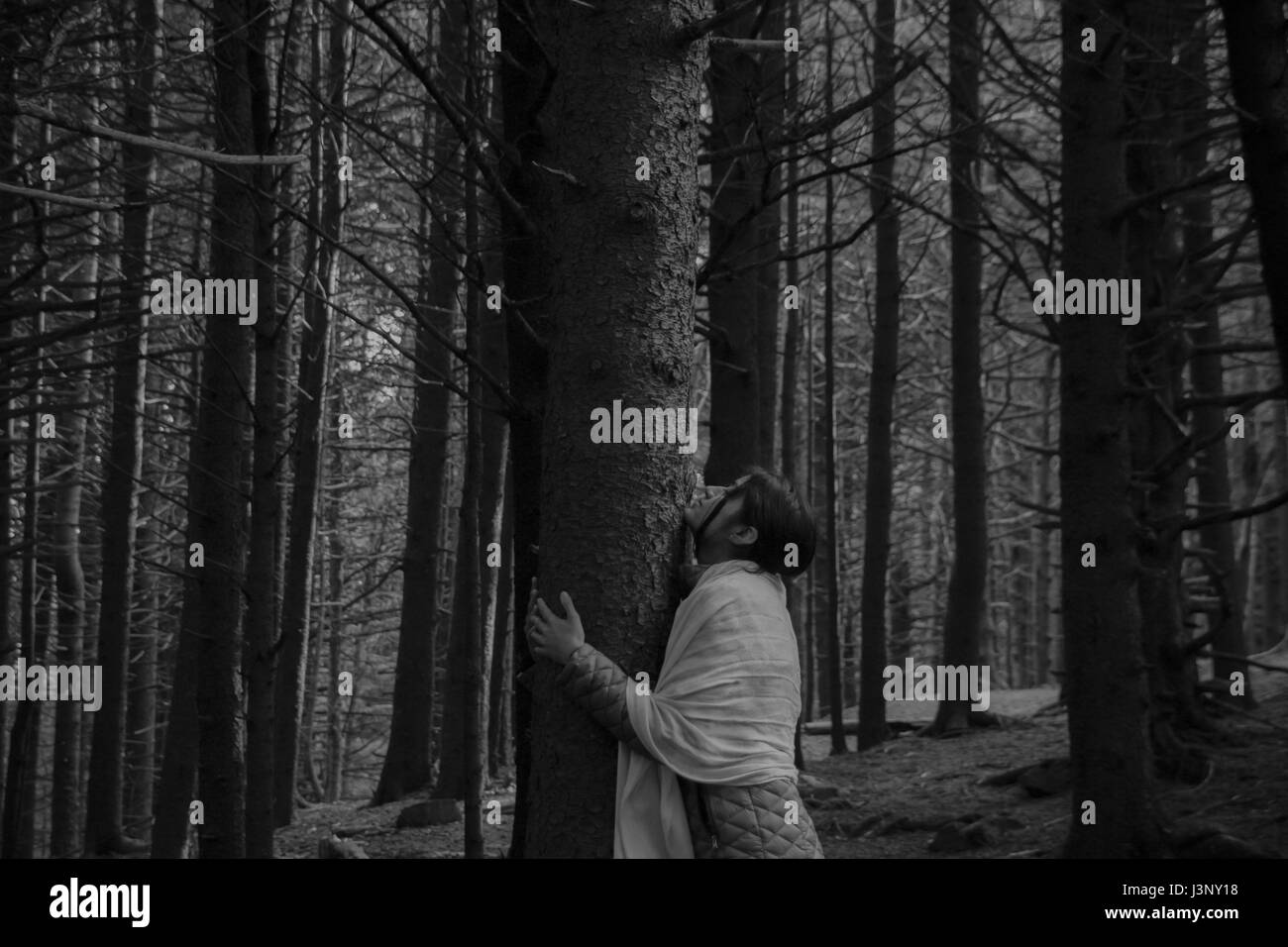 Ode to a tree Stock Photo