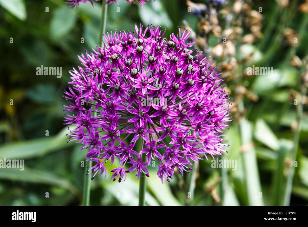 Close up of Allium Purple Sensation flowers in bloom Stock Photo