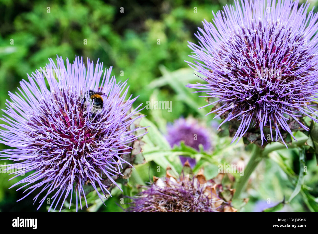 Bee collecting nectar on Cardoon Plant, Cynara Cardunculus 'Bianco Avorio' Stock Photo