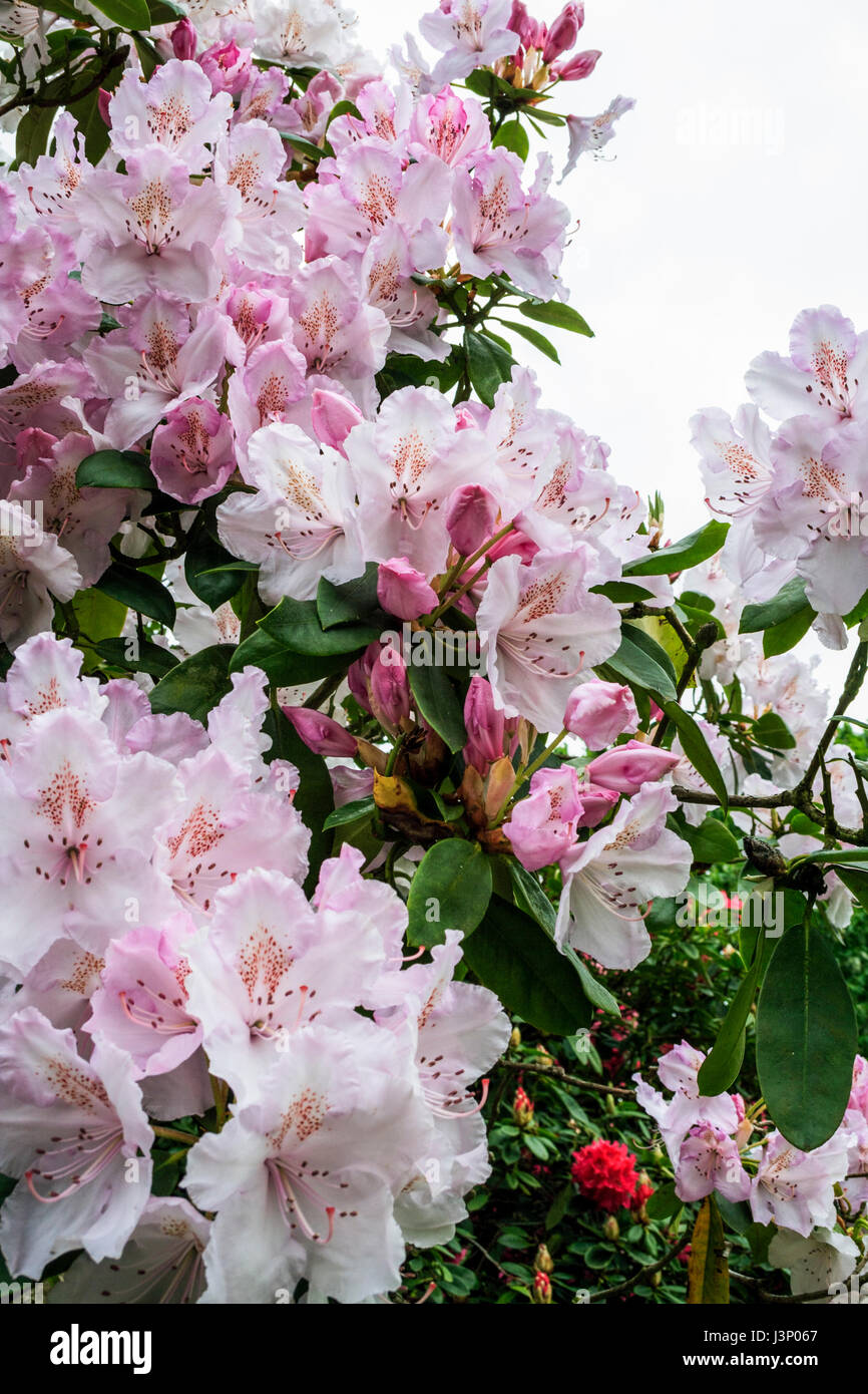 Pink rhododendrons in bloom Stock Photo