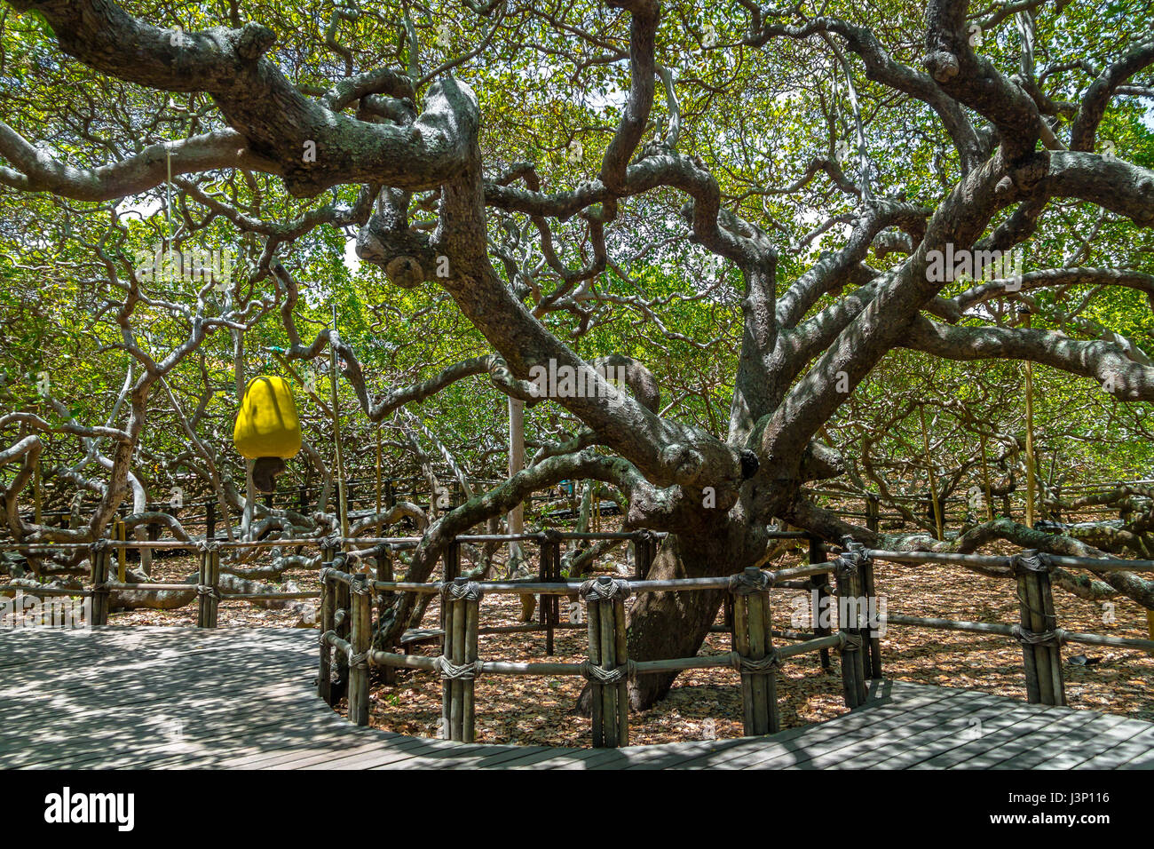 World's Largest Cashew Tree - Pirangi, Rio Grande do Norte, Brazil Stock Photo