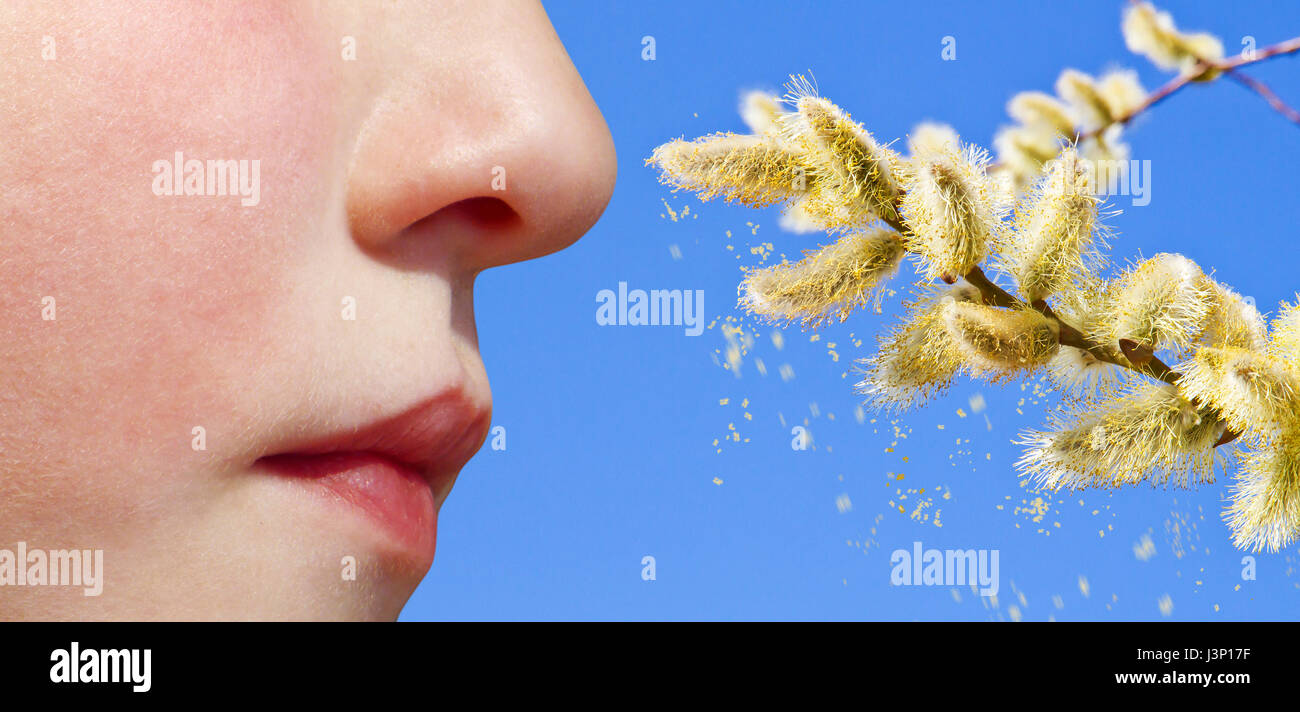 Hazelnut Allergy High Resolution Stock Photography and Images Alamy