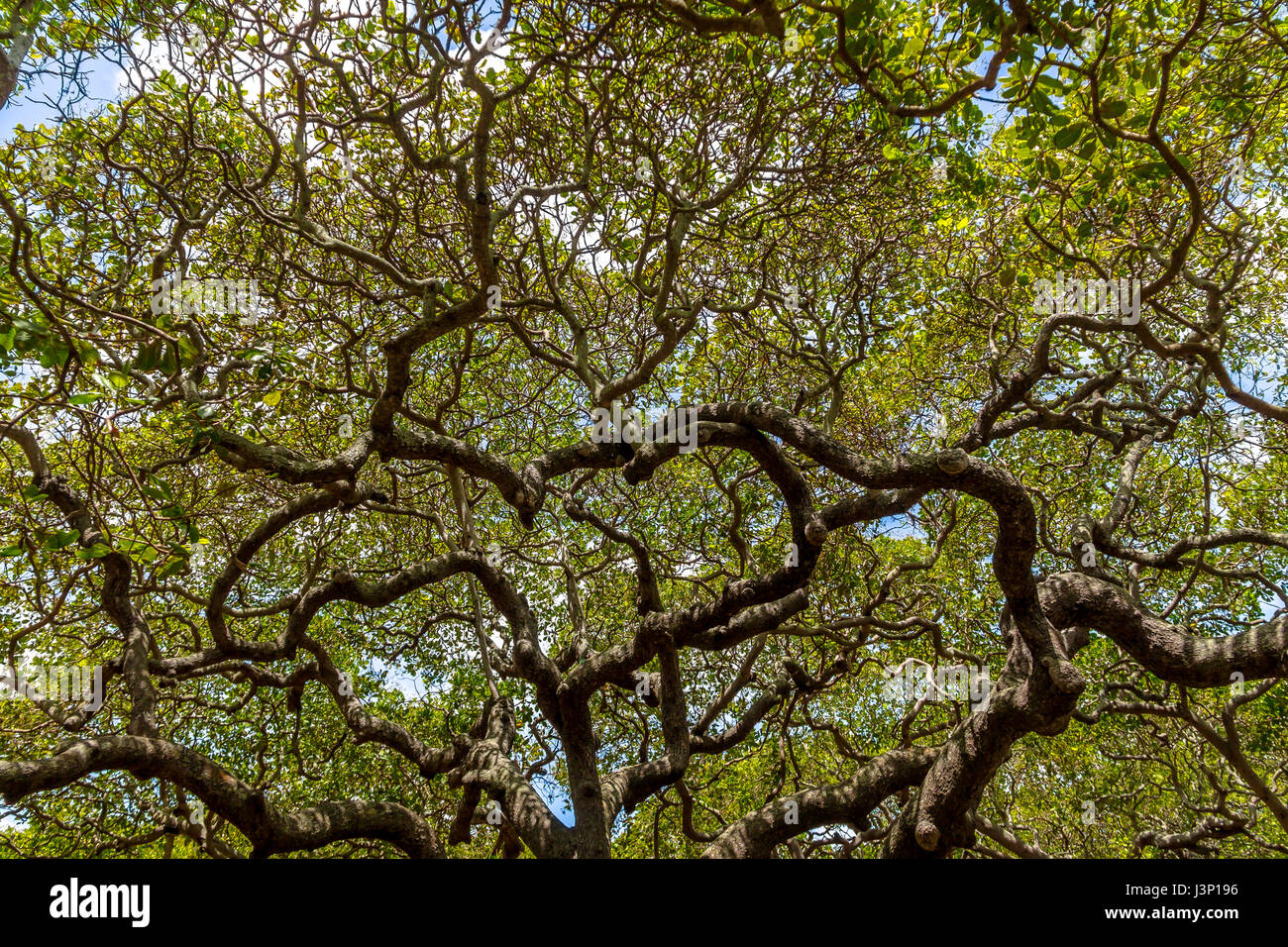World's Largest Cashew Tree - Pirangi, Rio Grande do Norte, Brazil Stock Photo