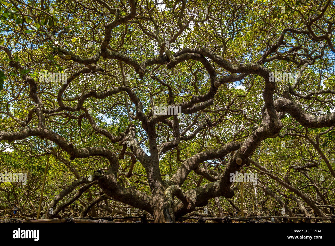 World's Largest Cashew Tree - Pirangi, Rio Grande do Norte, Brazil Stock Photo