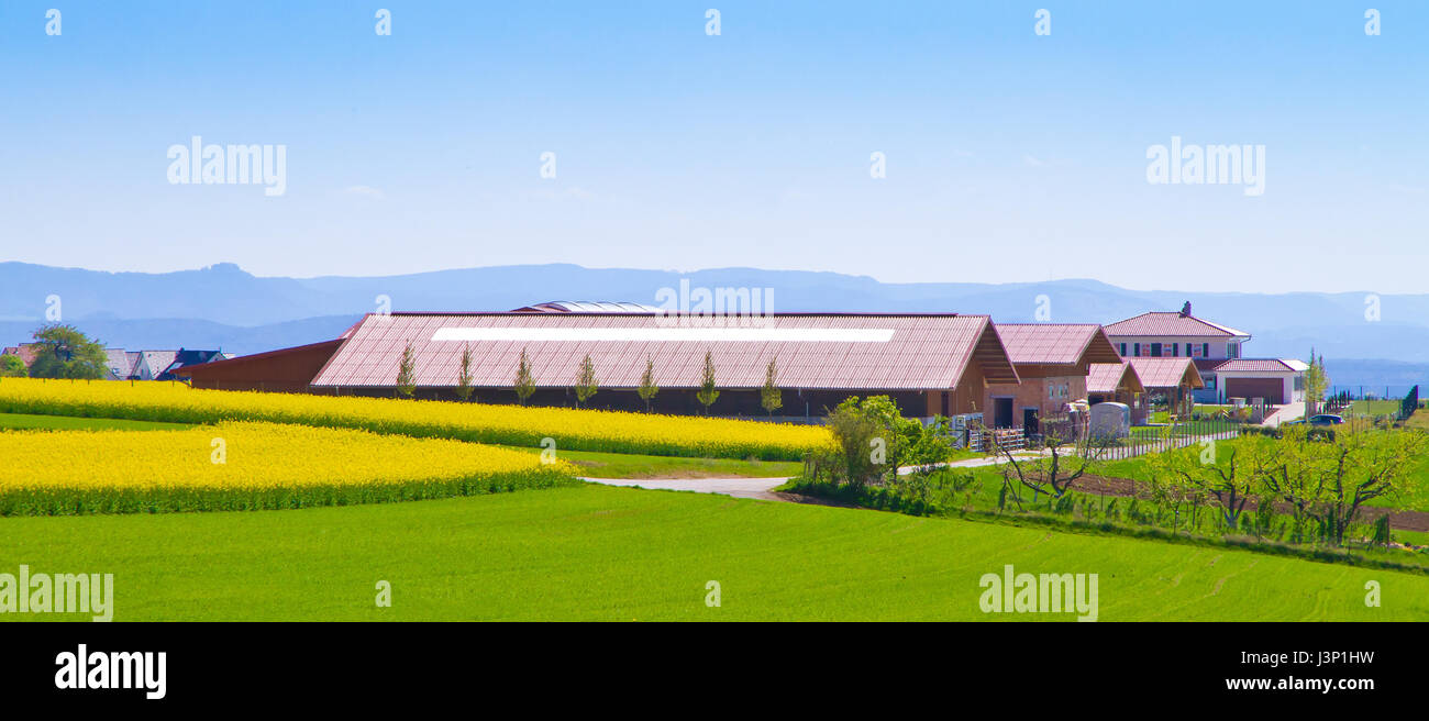 Big farm on a rape field Stock Photo