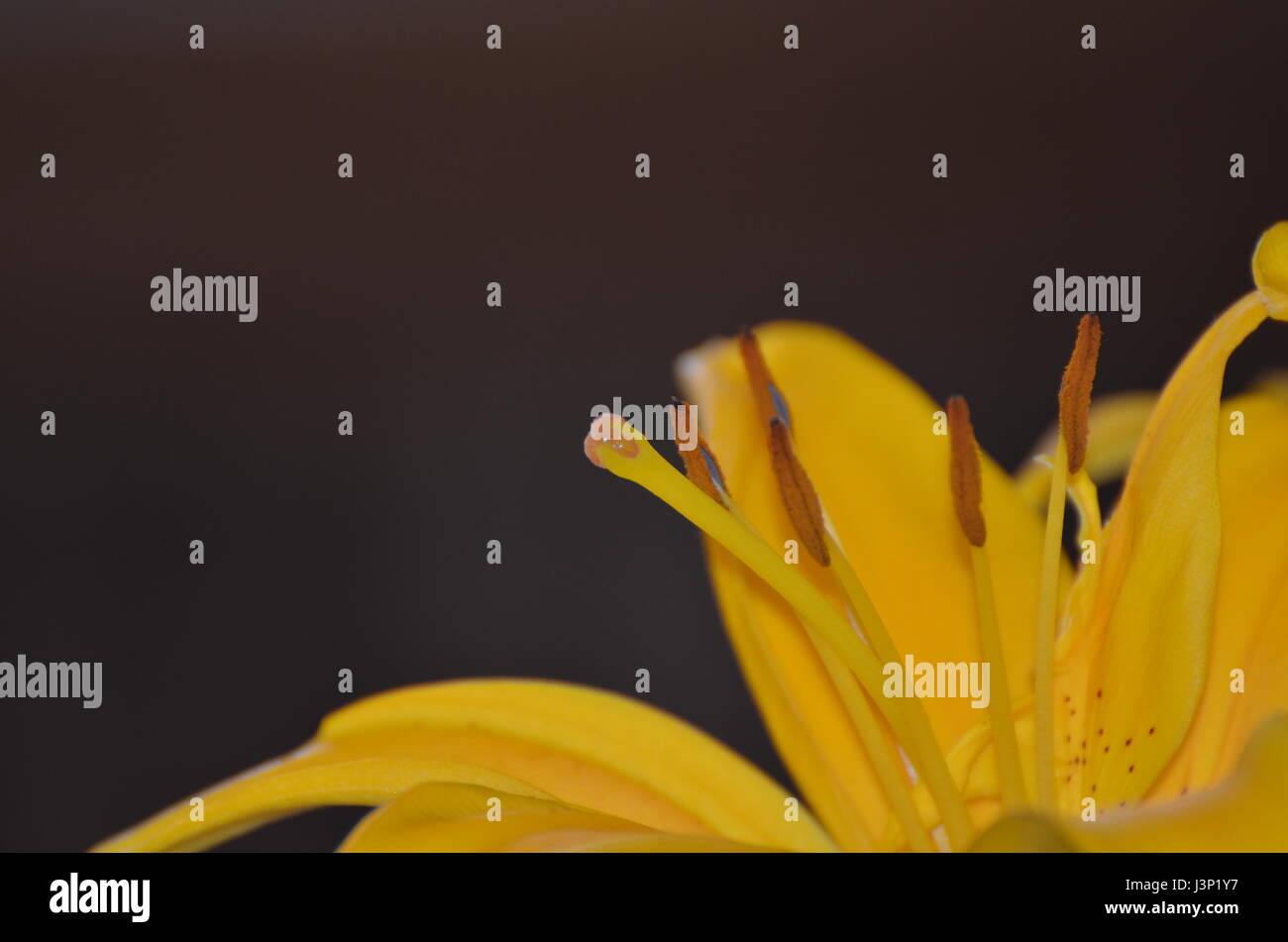 tease of a golden lily Stock Photo