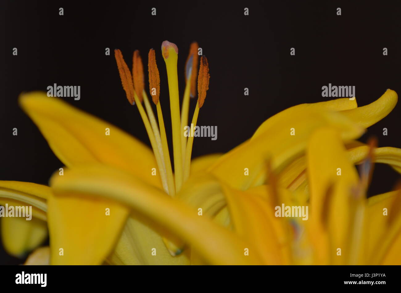 flower open and reaching up Stock Photo Alamy