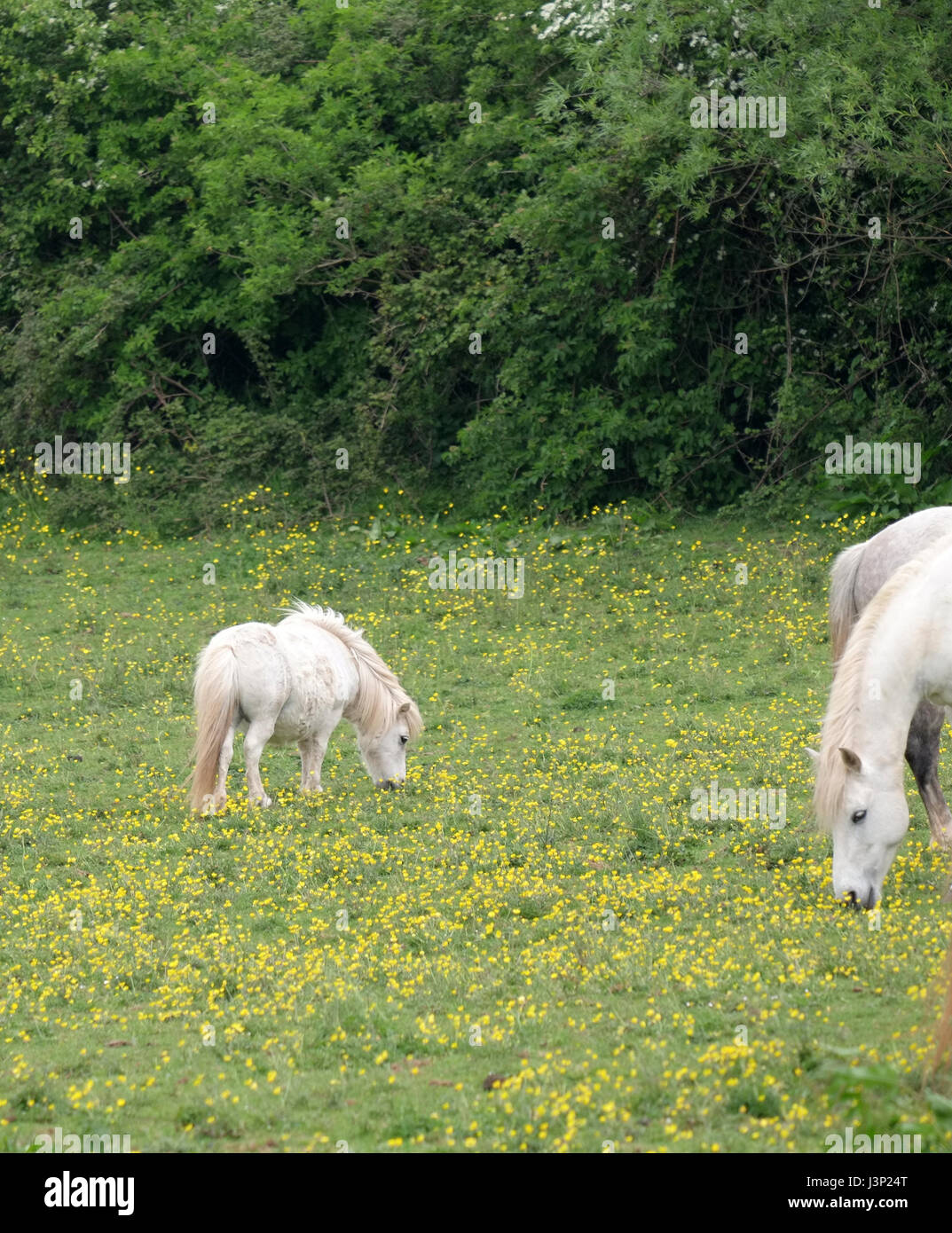 6th May 2017 - Small white pony horse grazing in field of Dandelion flowers Stock Photo