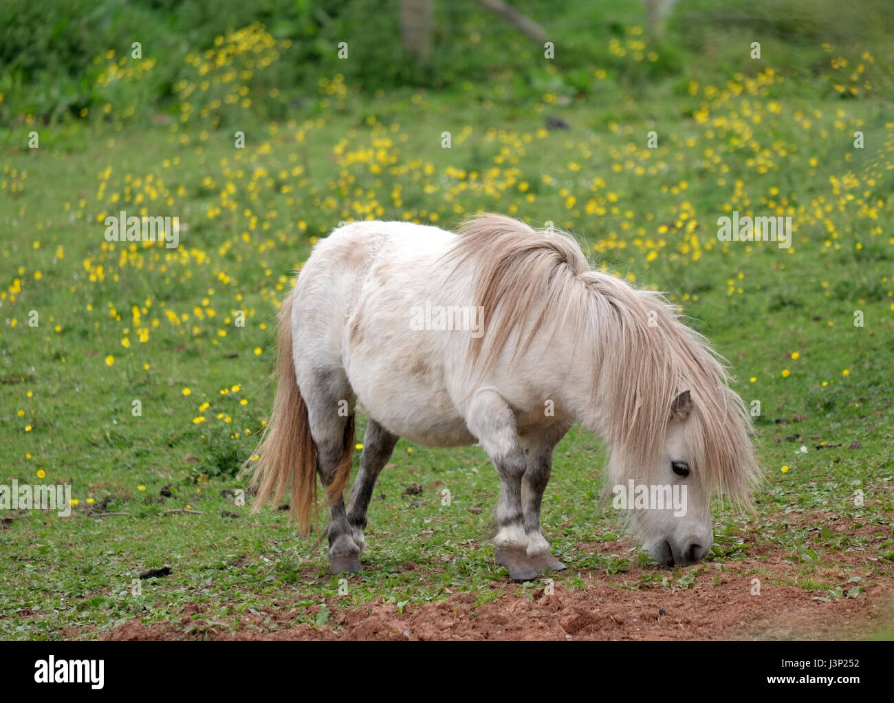 6th May 2017 - Small white pony horse grazing in field of Dandelion flowers Stock Photo