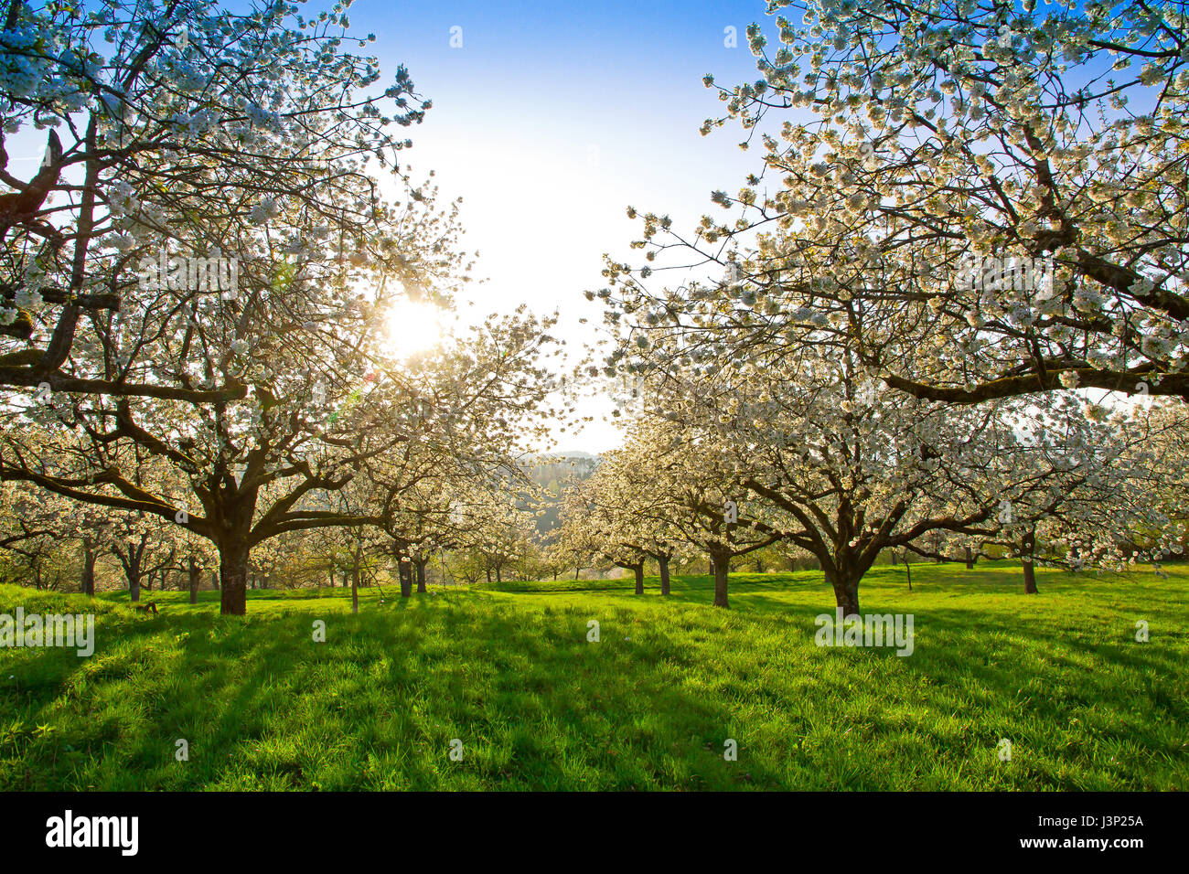 Cherry trees in springtime Stock Photo