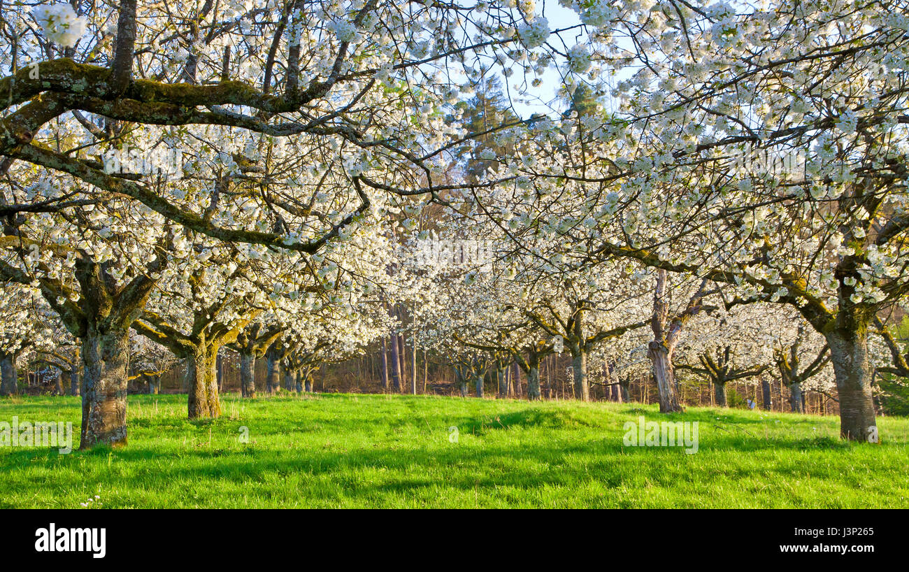 Cherry trees in springtime Stock Photo