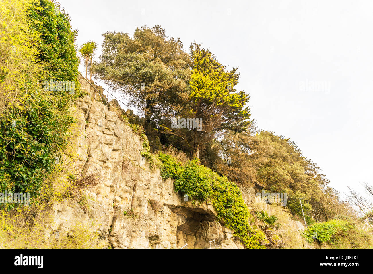 High cliff, hilltop lush vegetation, sprawling trees, metal railings