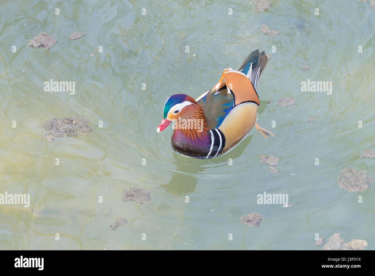 Mandarin duck close up from Sile river natural park. Italian wildlife ...