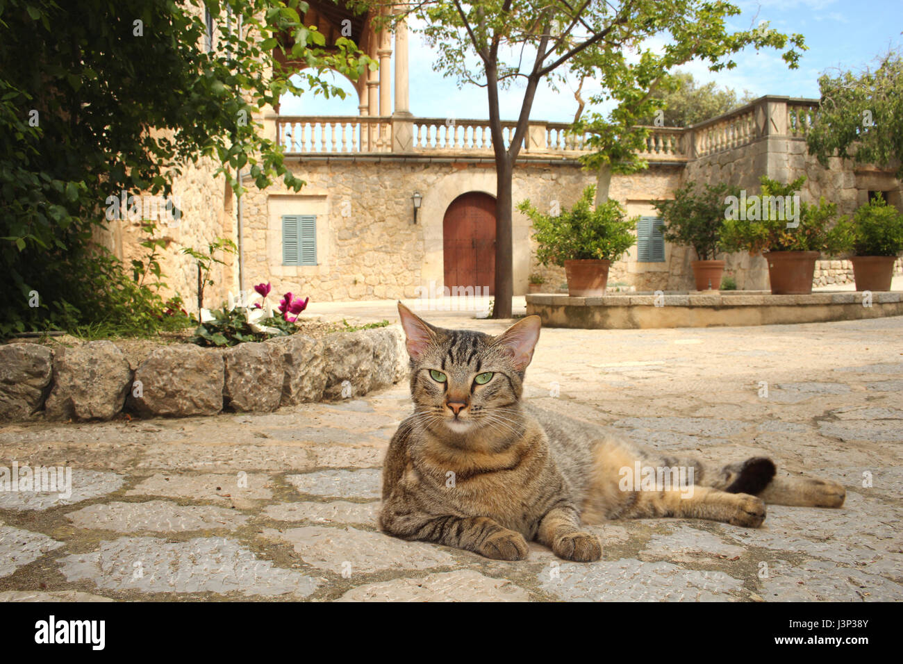 domestic cat, black tabby, lying in the courtyard of an old building, villa, finca Stock Photo