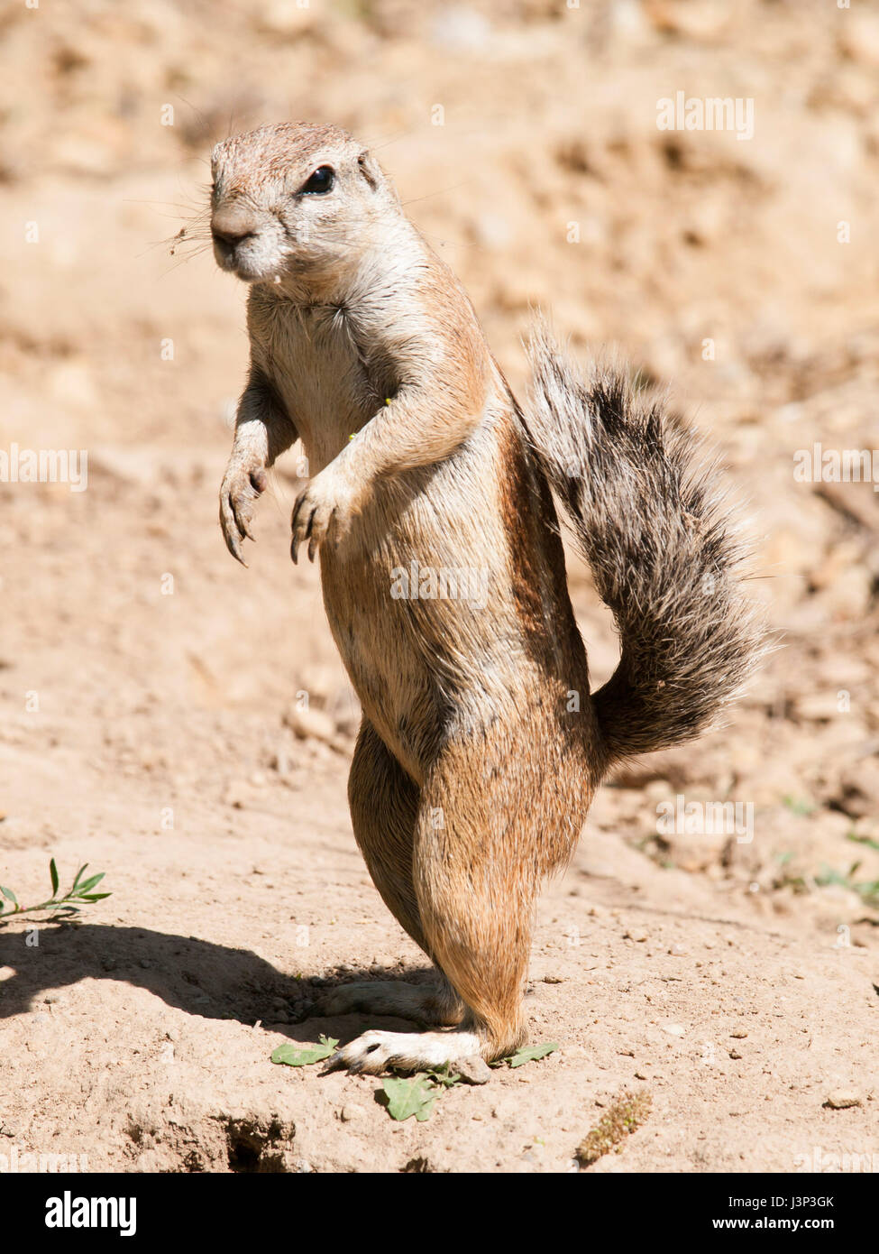 Cape ground squirrel - Xerus inauris - staying on back leg watch neighbourhood closely Stock Photo