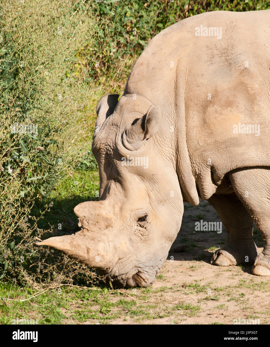 Diceros bicornis - Black rhinocero critically endangered species in IUNC red list Stock Photo