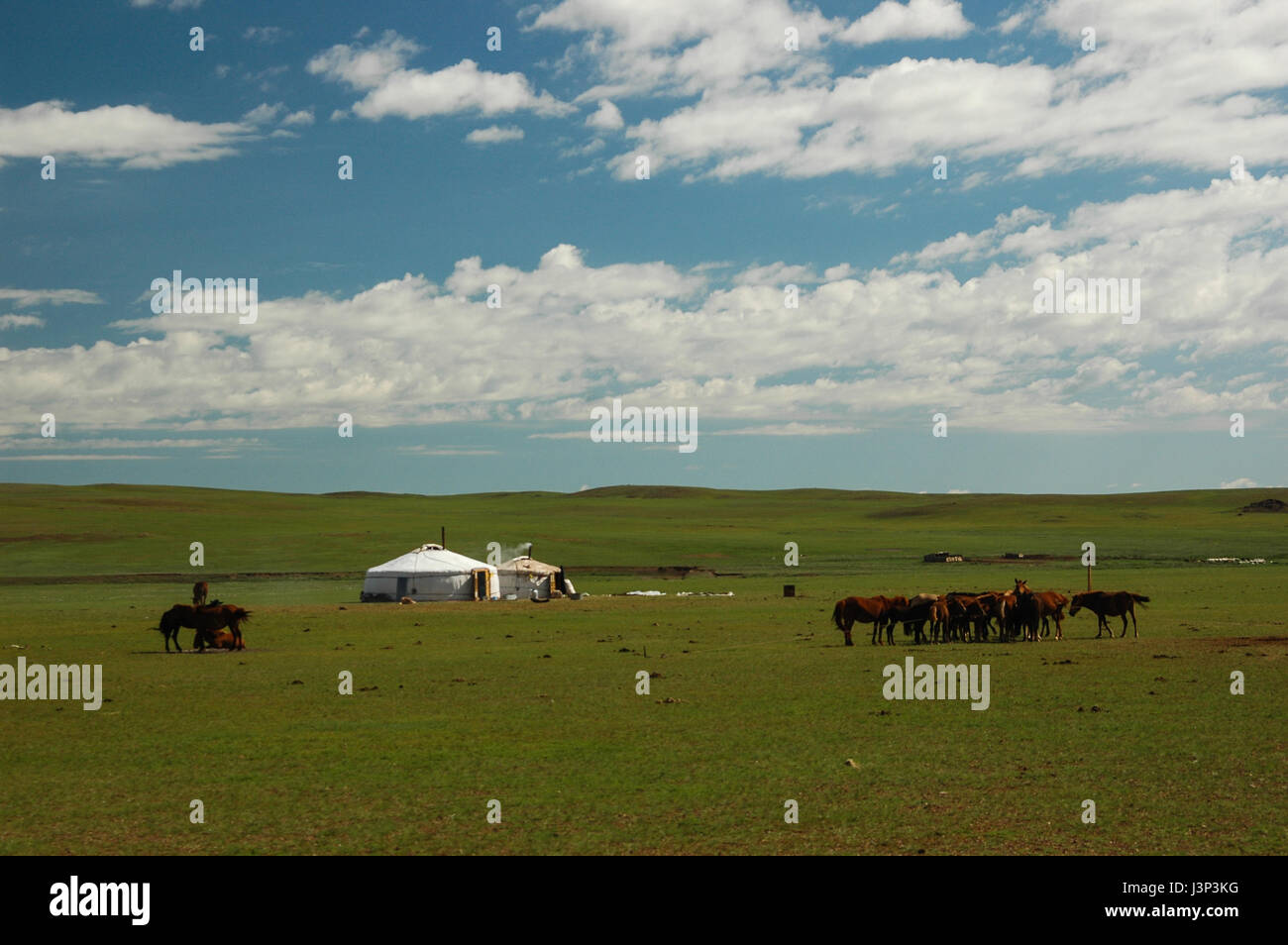 Typical mongolian landscape and steppe with horses and yurt Stock Photo ...