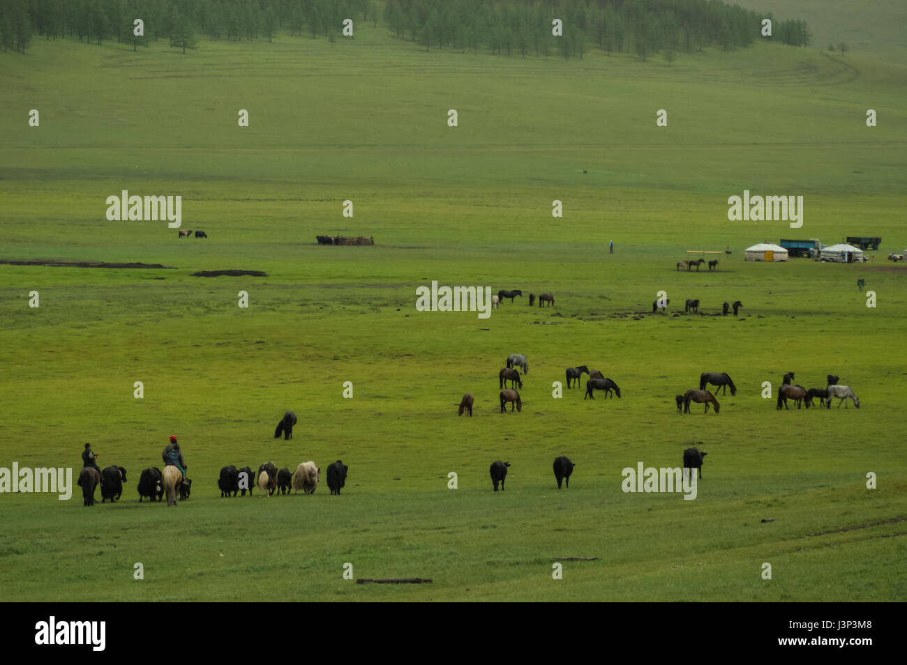 Typical mongolian landscape and steppe with horses and yurt Stock Photo ...