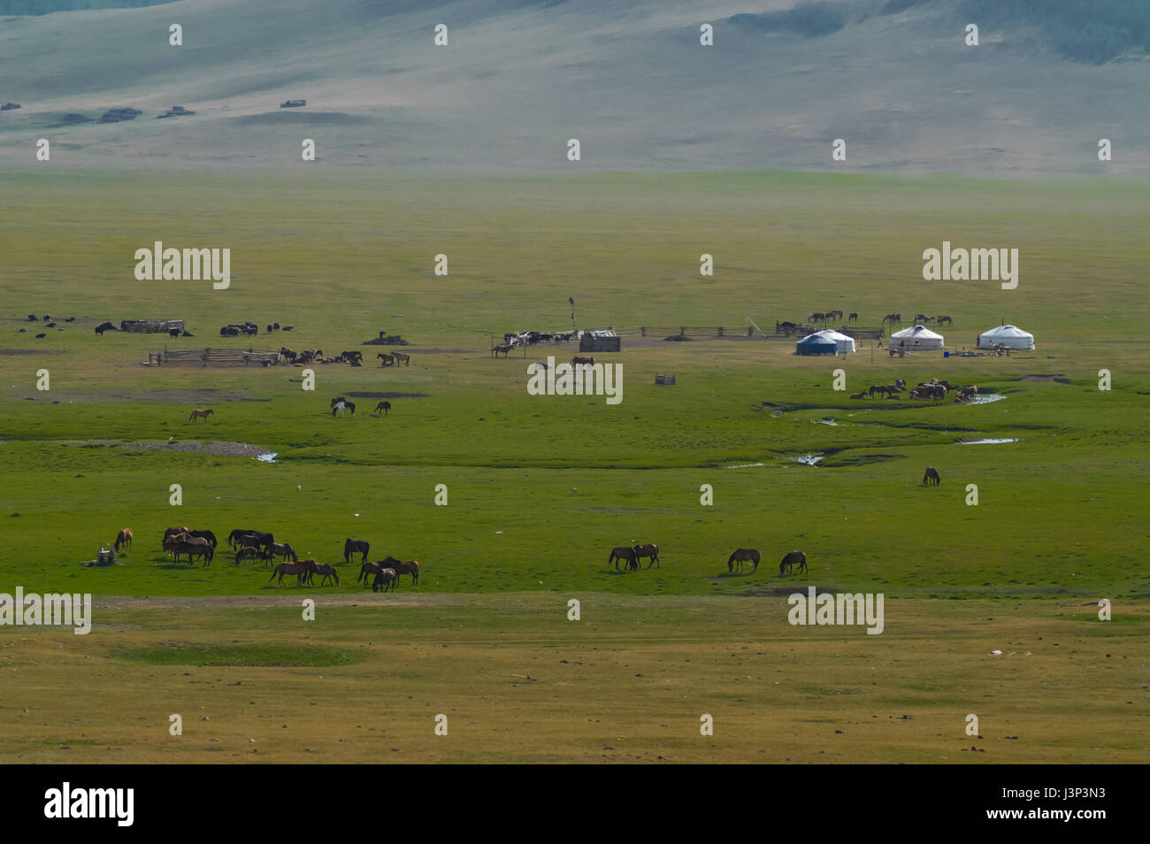 Typical mongolian landscape and steppe with horses and yurt Stock Photo ...