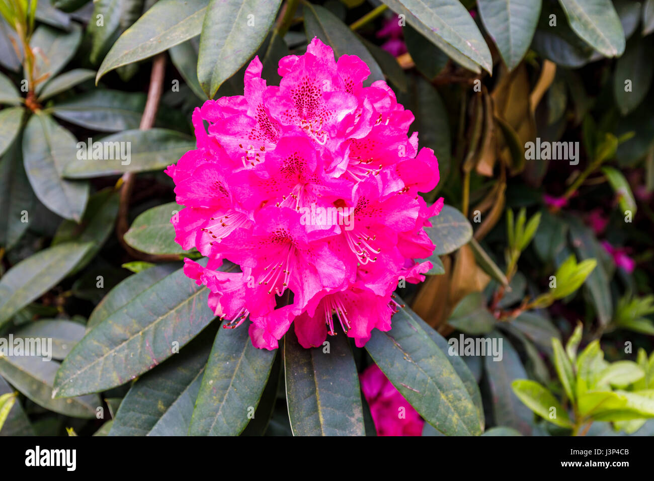 Large bright red rhododendron flowers close-up, blooming in May in West Sussex, south-east England Stock Photo