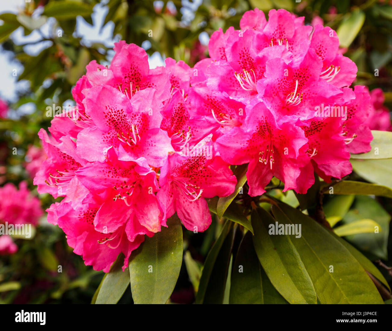 Large bright red rhododendron flowers close-up, blooming in May in West Sussex, south-east England Stock Photo