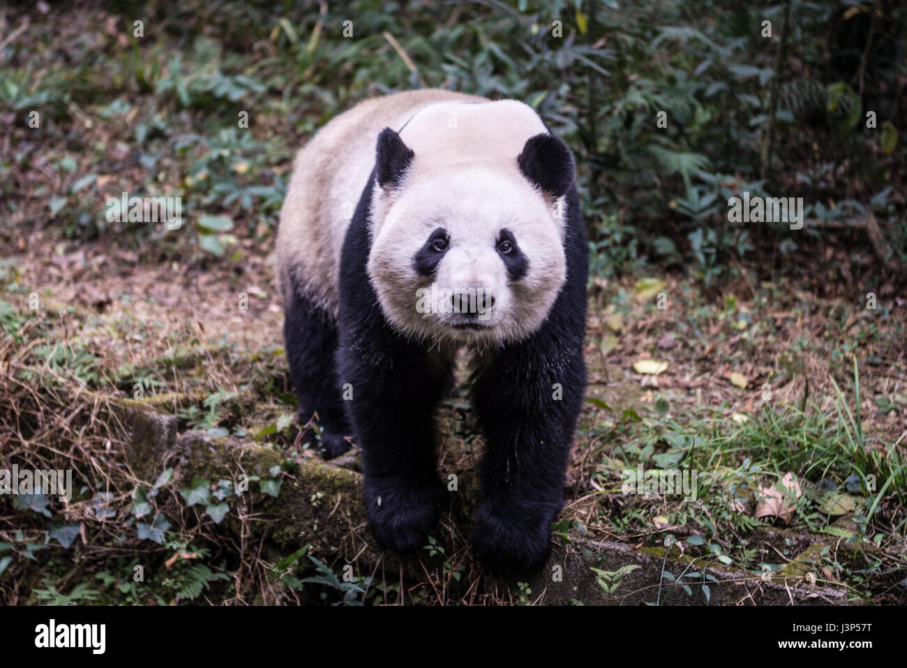 Giant Panda Photographed In Sichuan China Stock Photo Alamy Giant Panda Photographed In Sichuan China Stock Photo Alamy